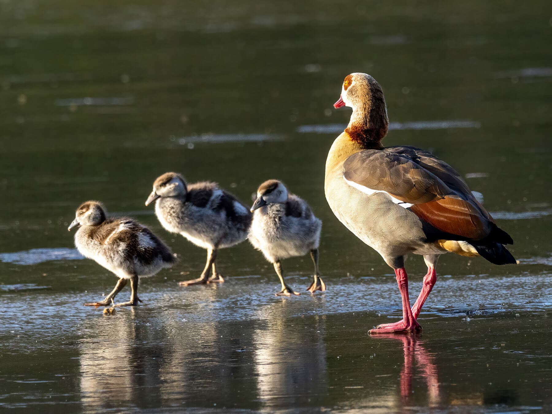 Egyptian Goose with young