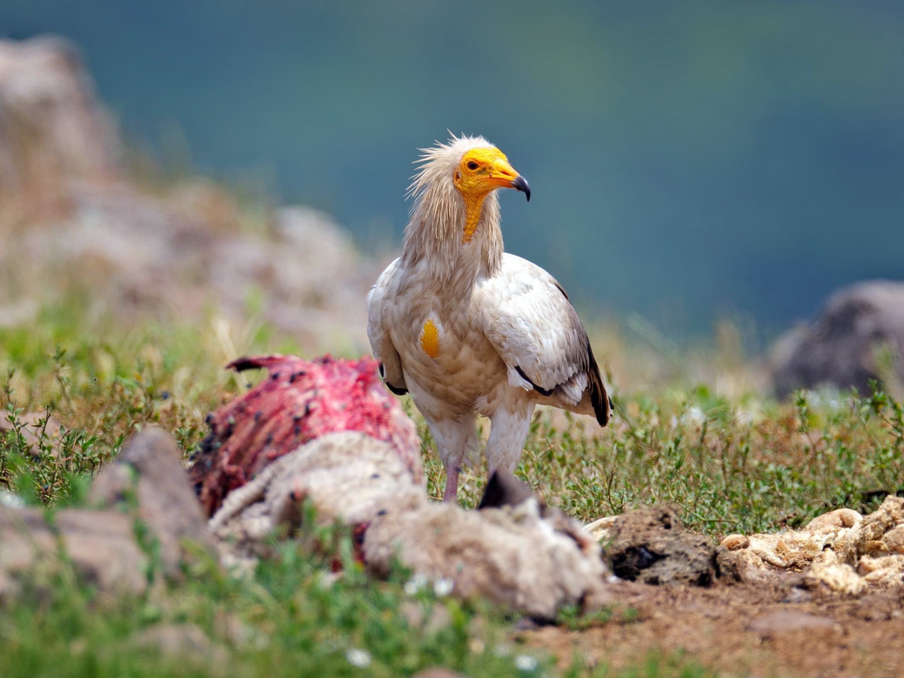 Egyptian Vulture feeding on a carcass