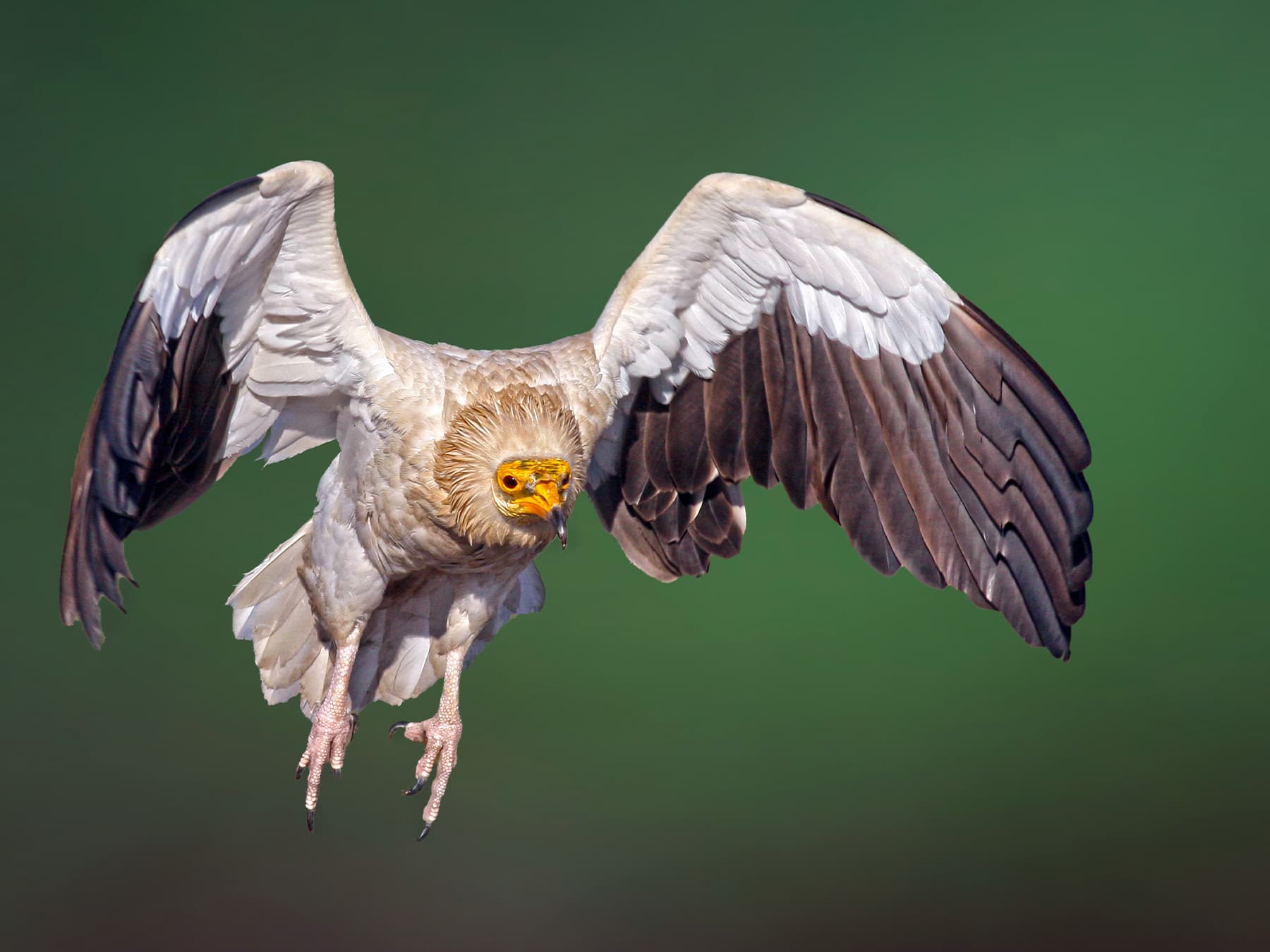 Egyptian Vulture in-flight looking for prey