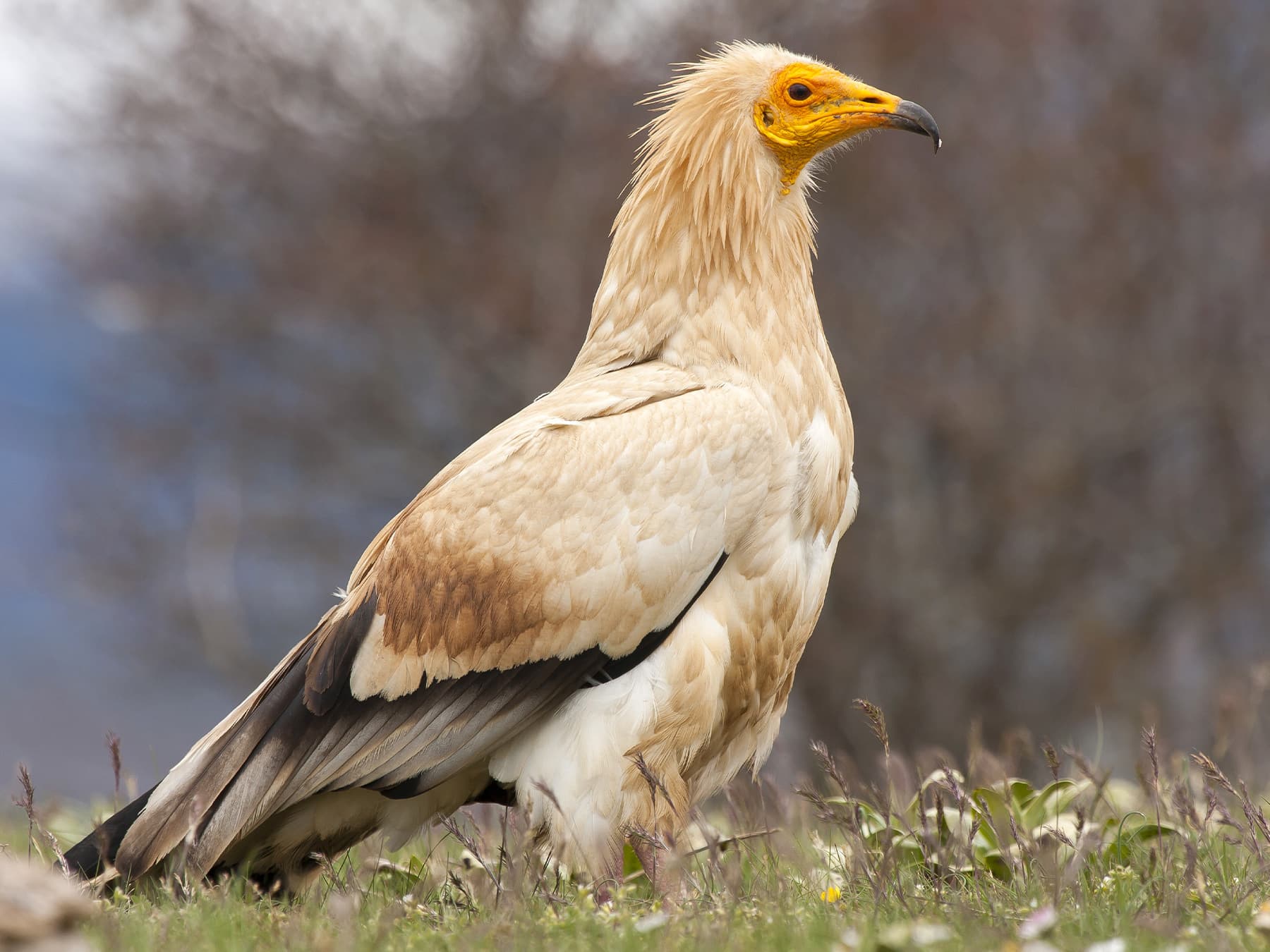 Egyptian Vulture in a meadow