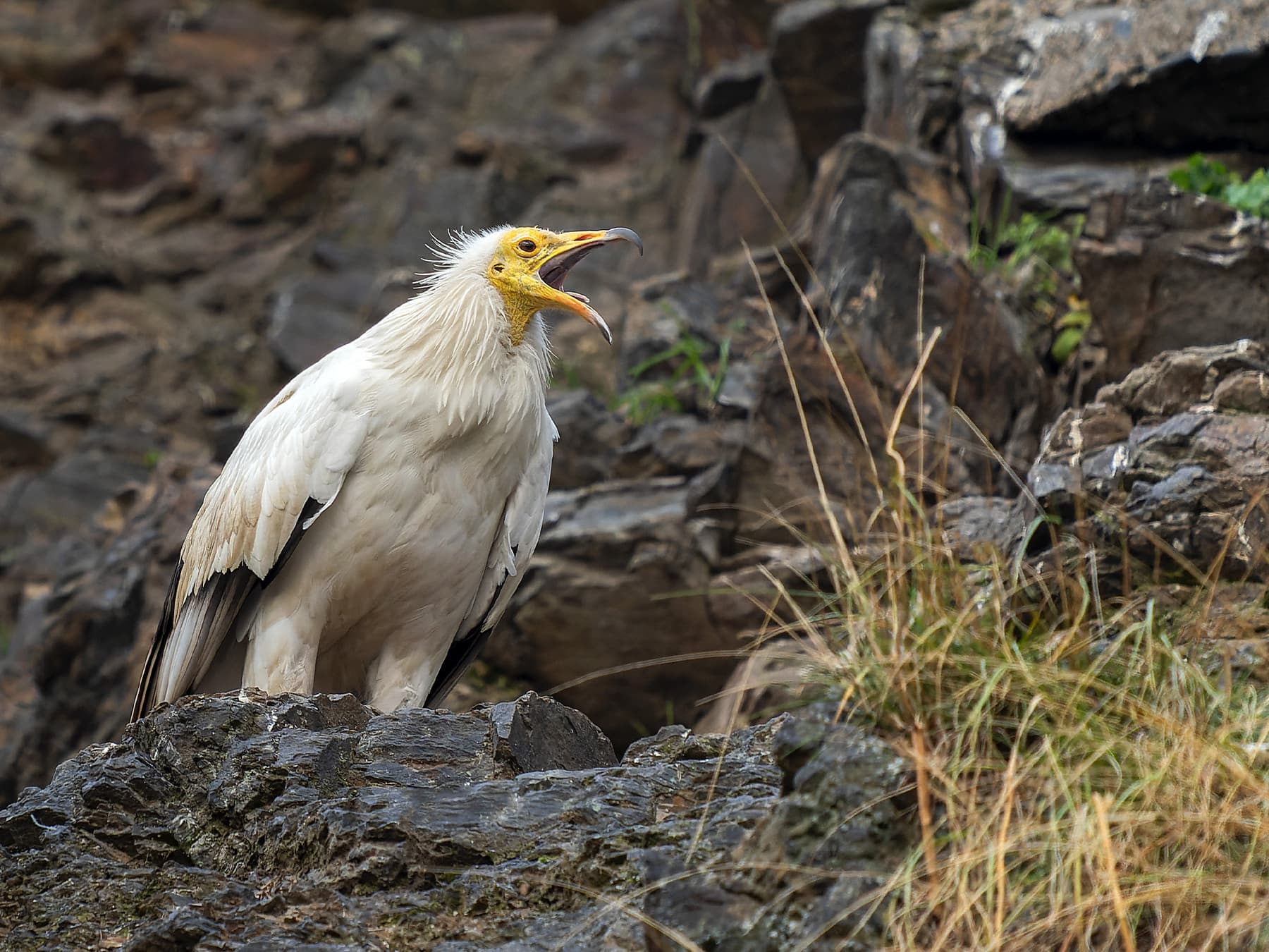 Egyptian Vulture in rocky habitat