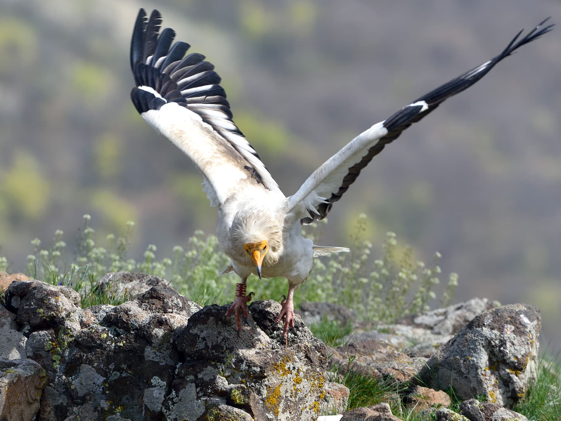 Egyptian Vulture landing in mountain habitat