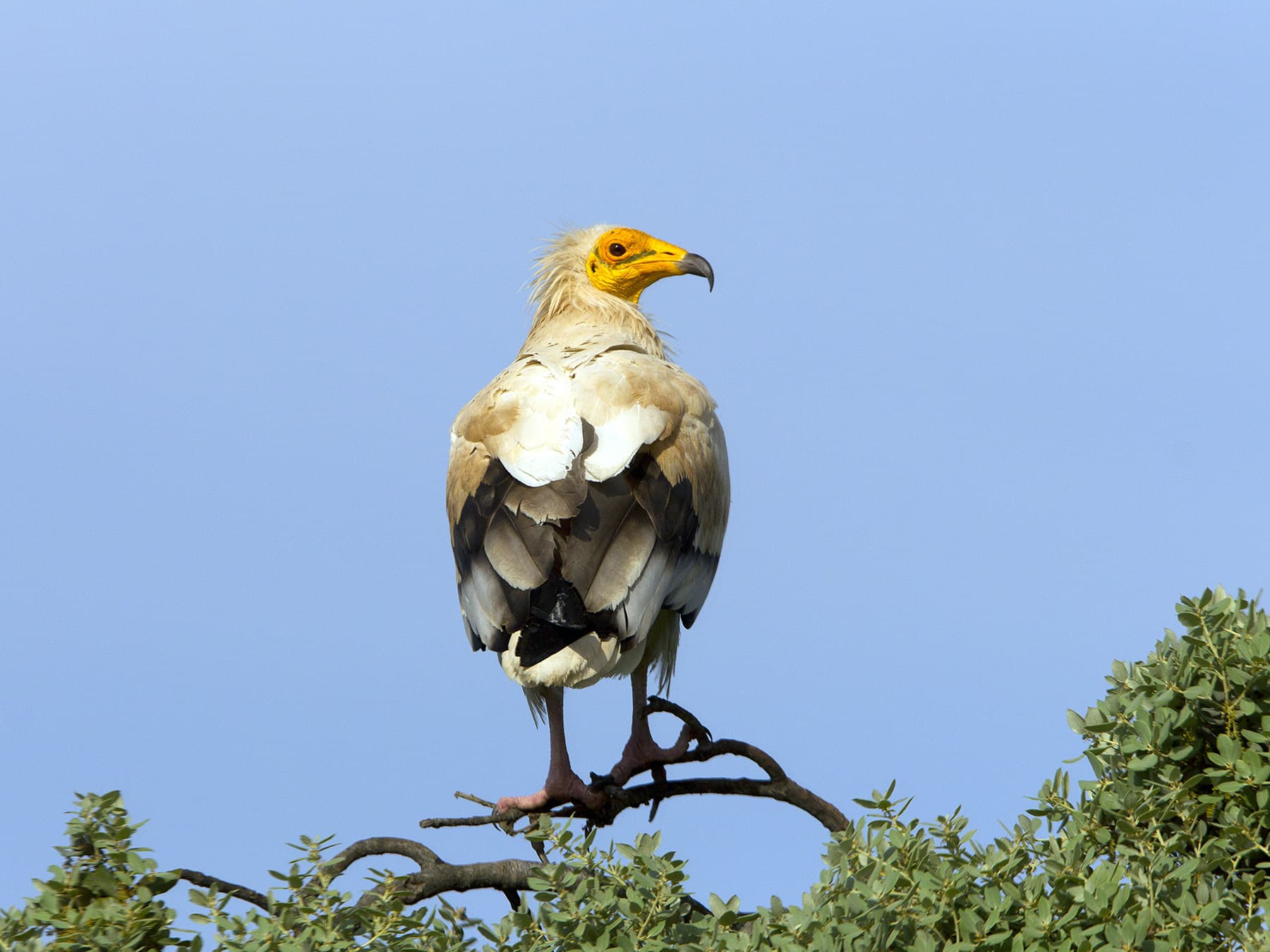 Egyptian Vulture perched on top of a tree looking over the terrain