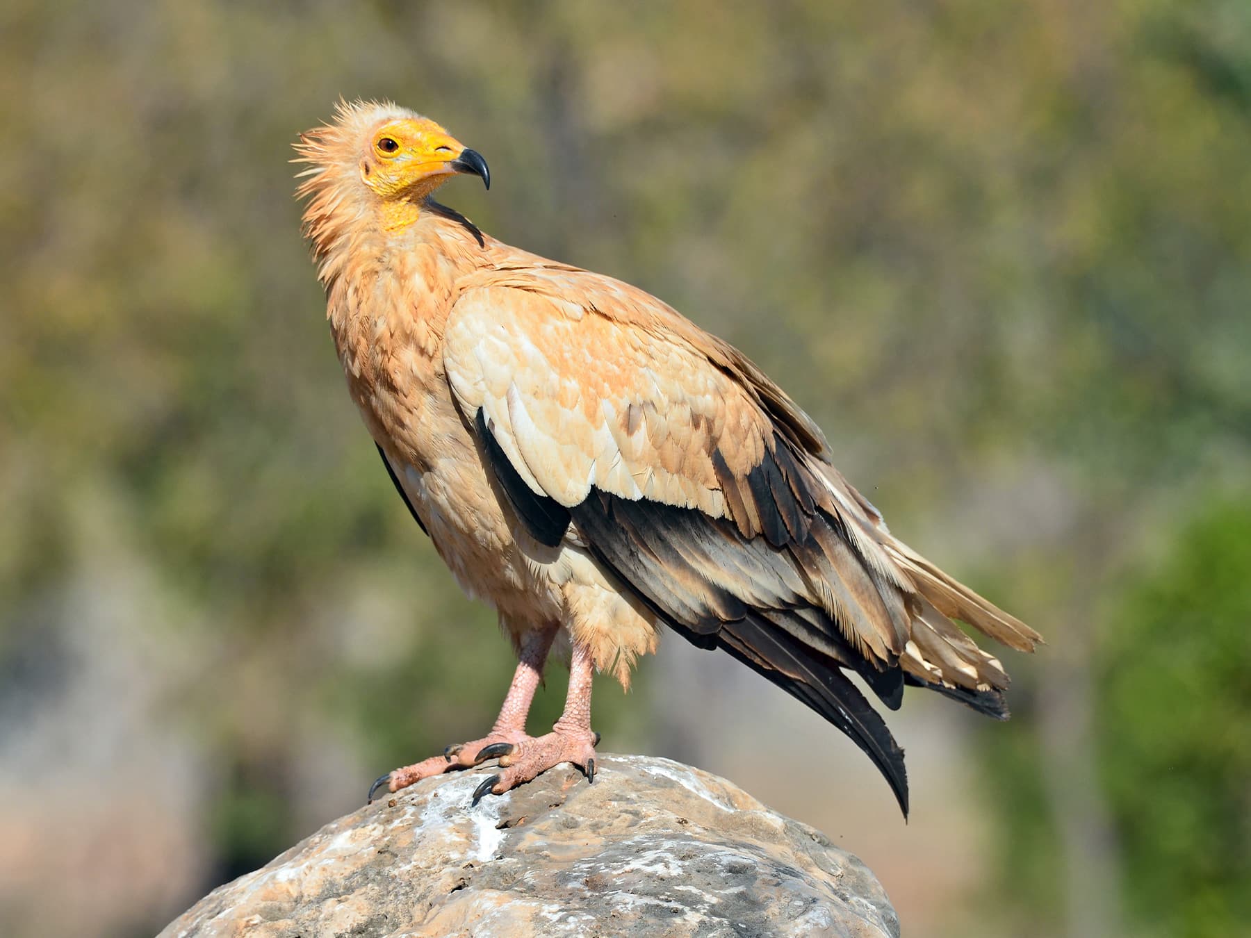 Egyptian Vulture