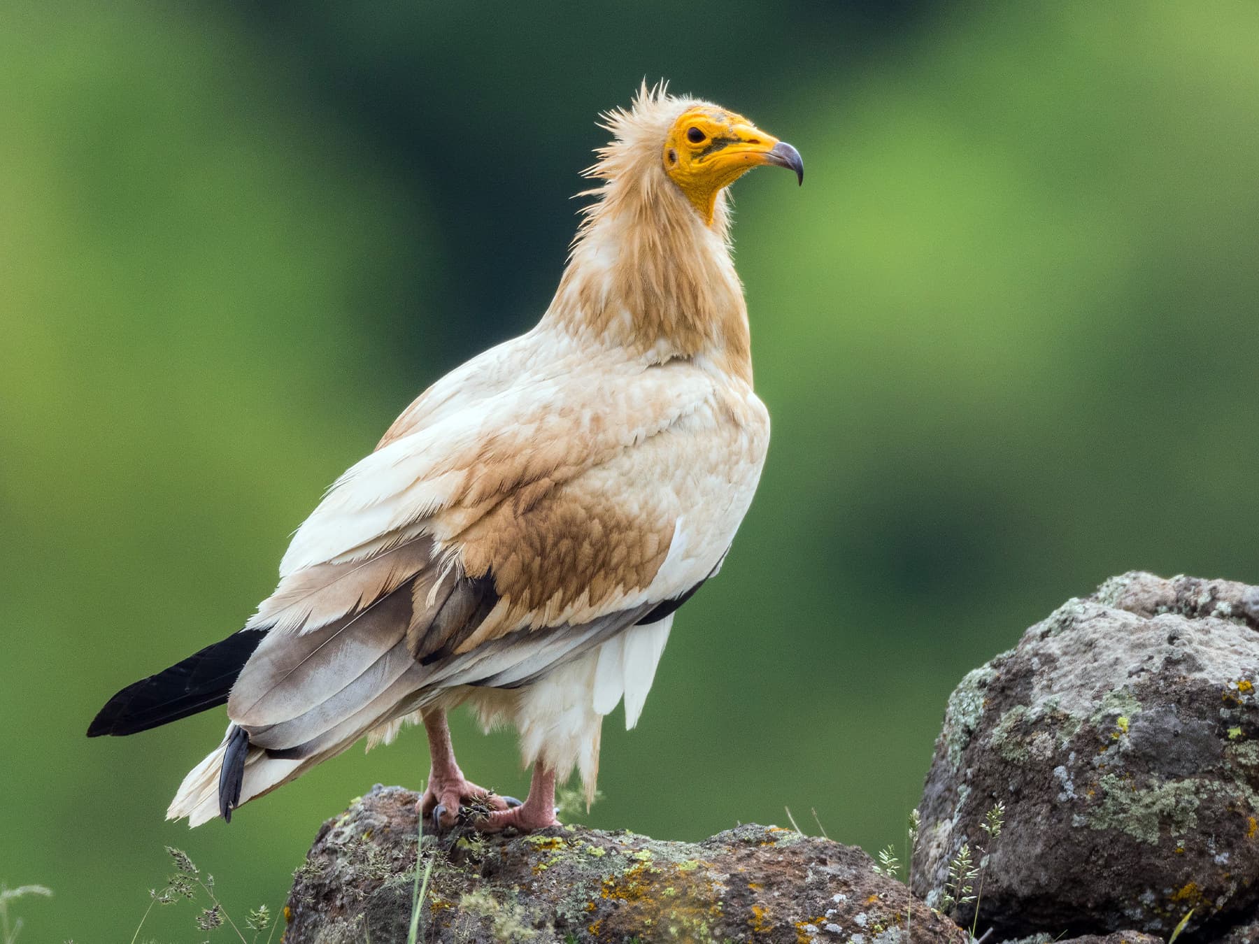 Egyptian Vulture