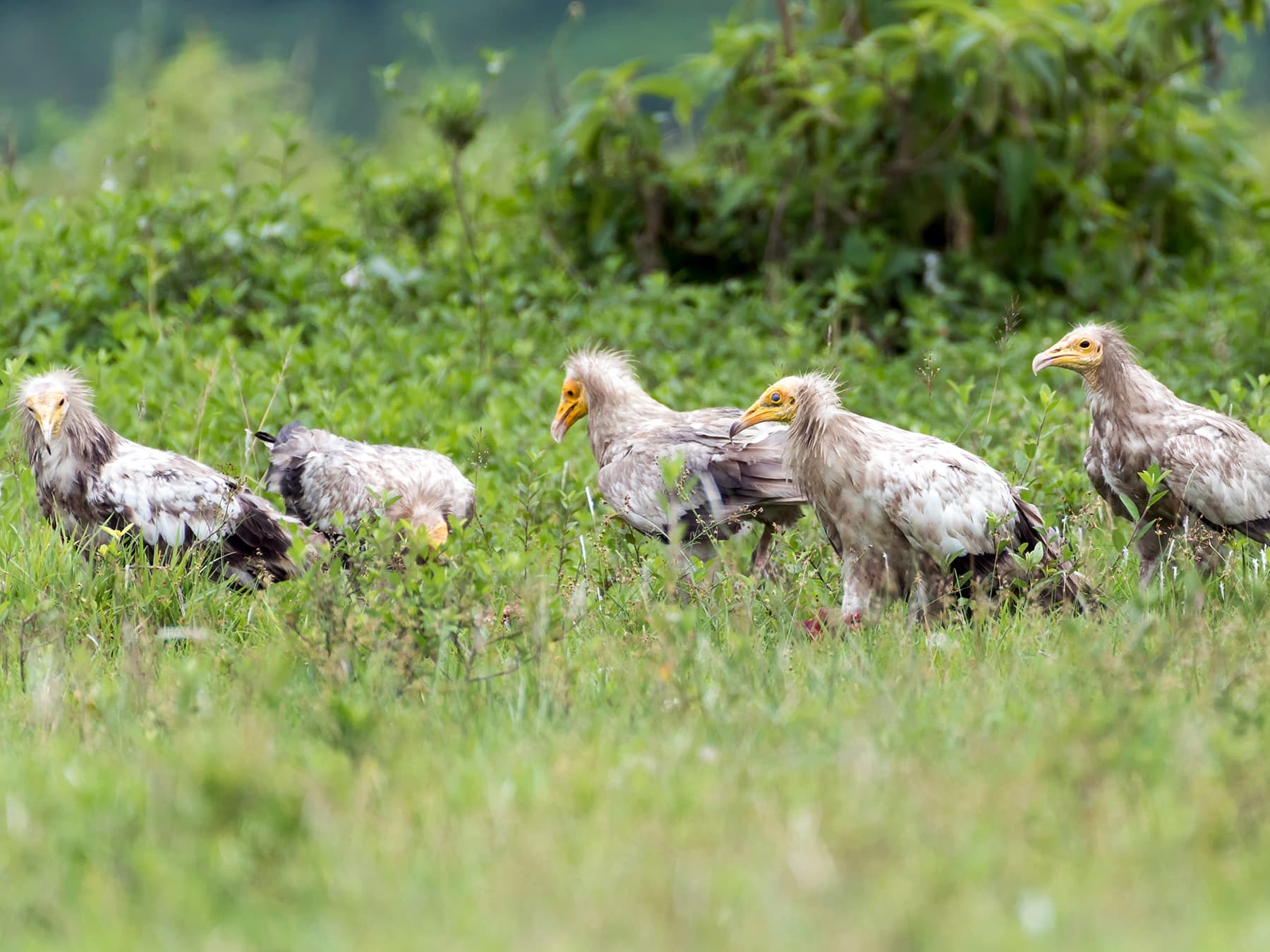 Flock of Egyptian Vultures wandering through grassland