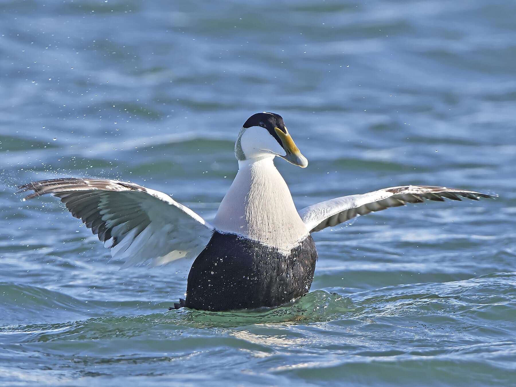 Eider in natural habitat of water