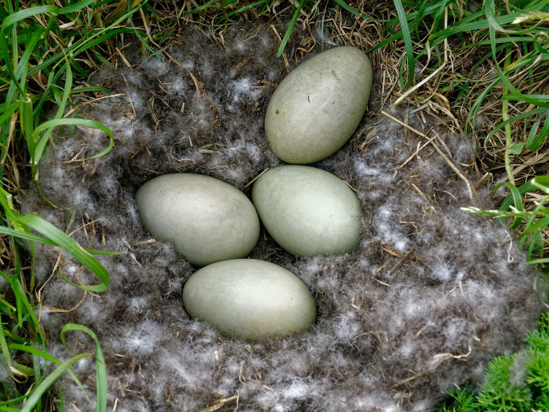Four Eider eggs inside the nest