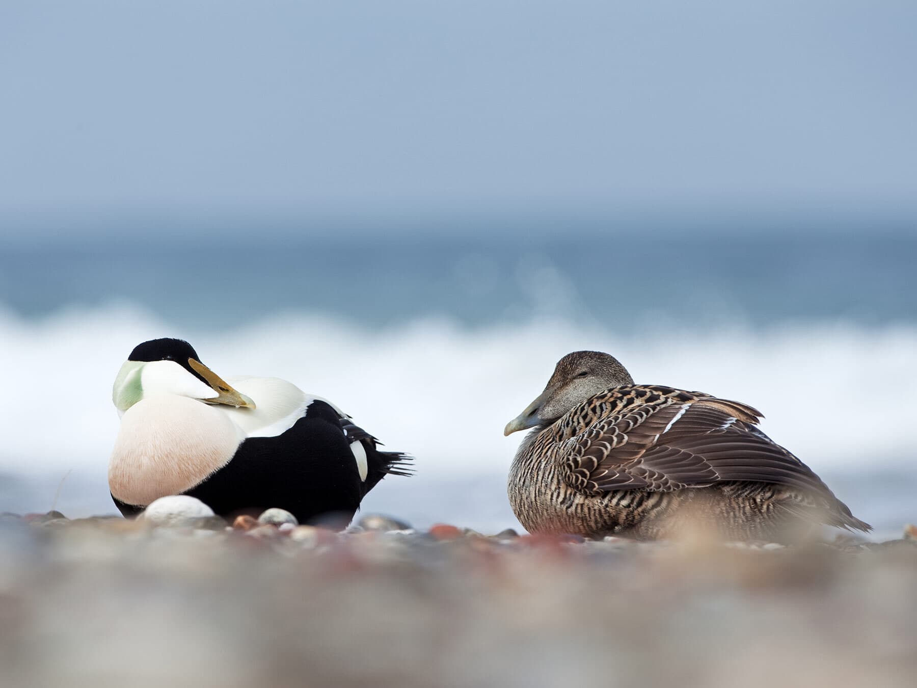A pair of Eiders resting on the shore