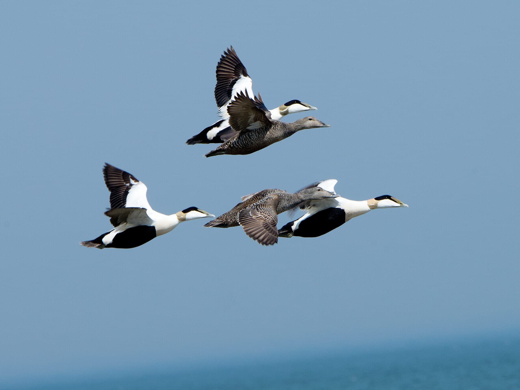 A flock of Eider ducks in flight