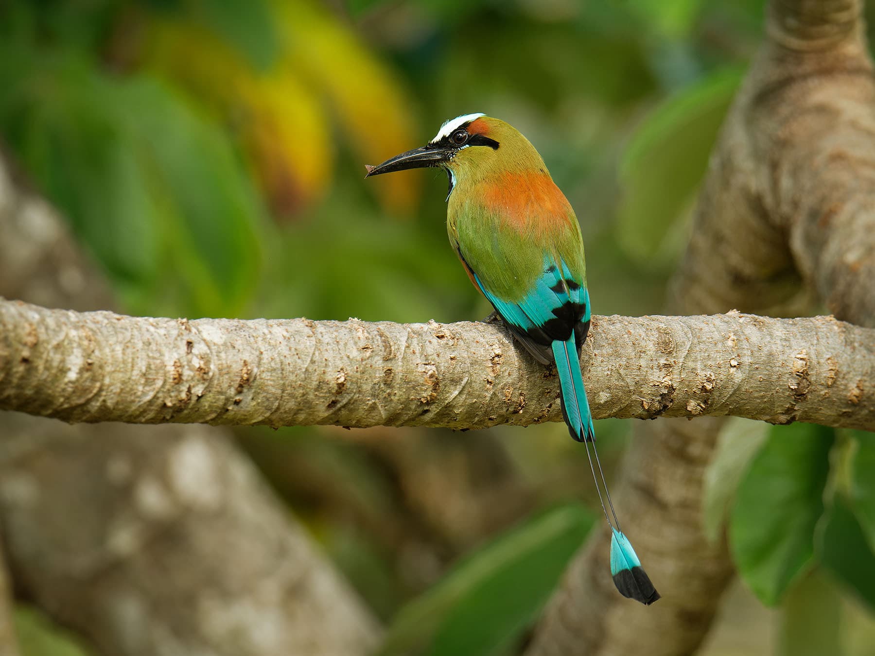 El salvador national bird