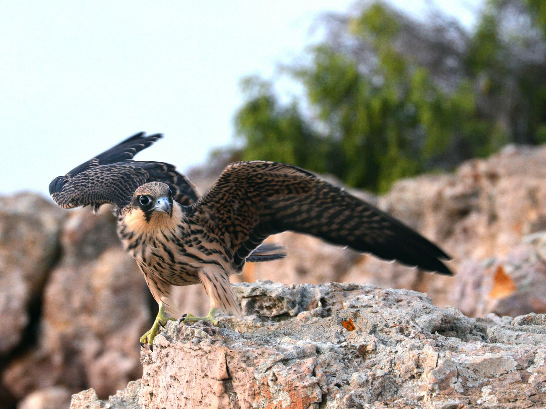 Female Eleonora’s Falcon