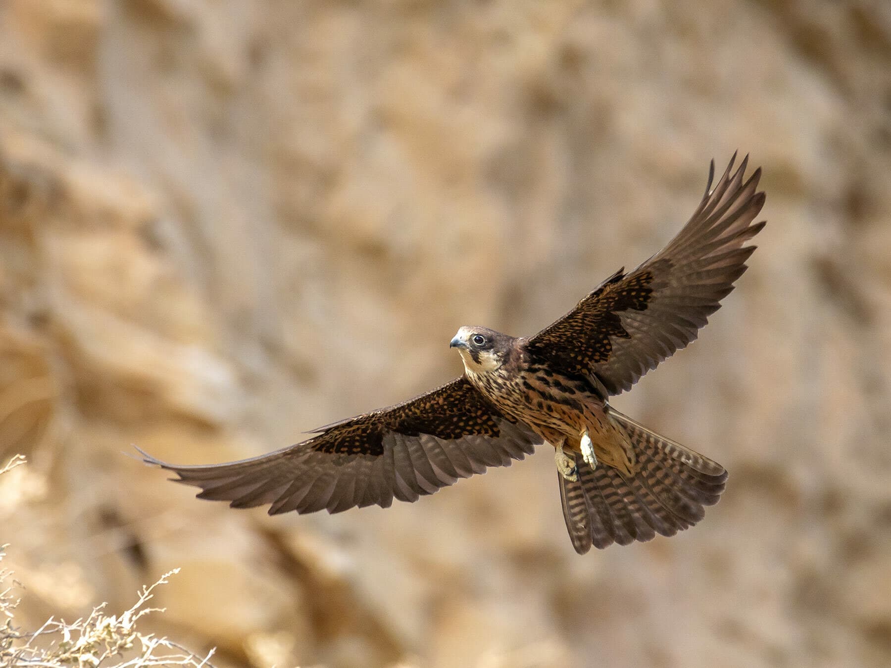 Eleonora’s Falcon flying
