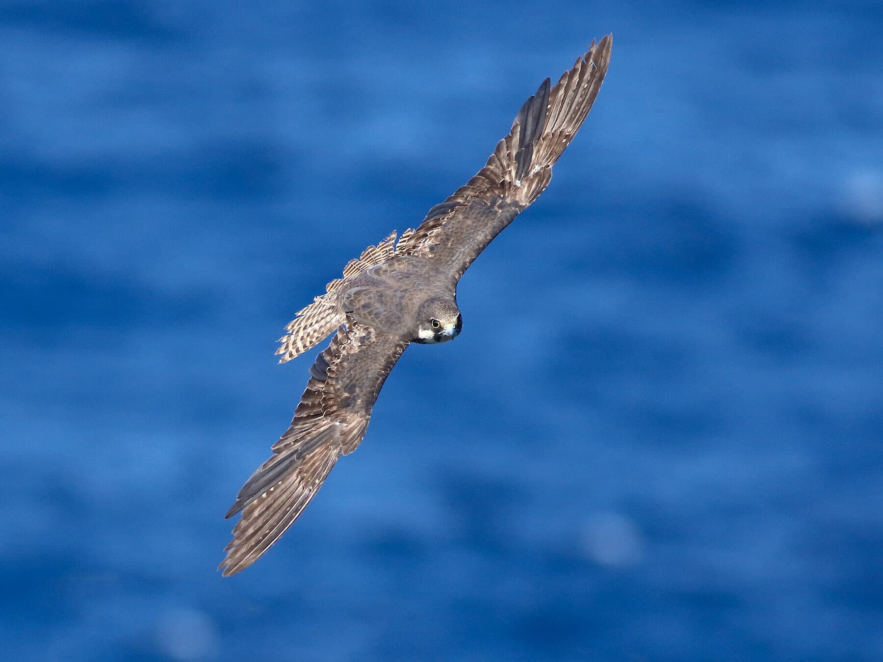 Eleonora’s Falcon in flight