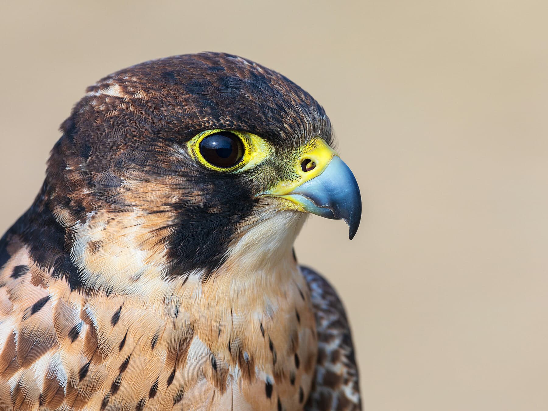 Close up portrait of a male Eleonora’s Falcon
