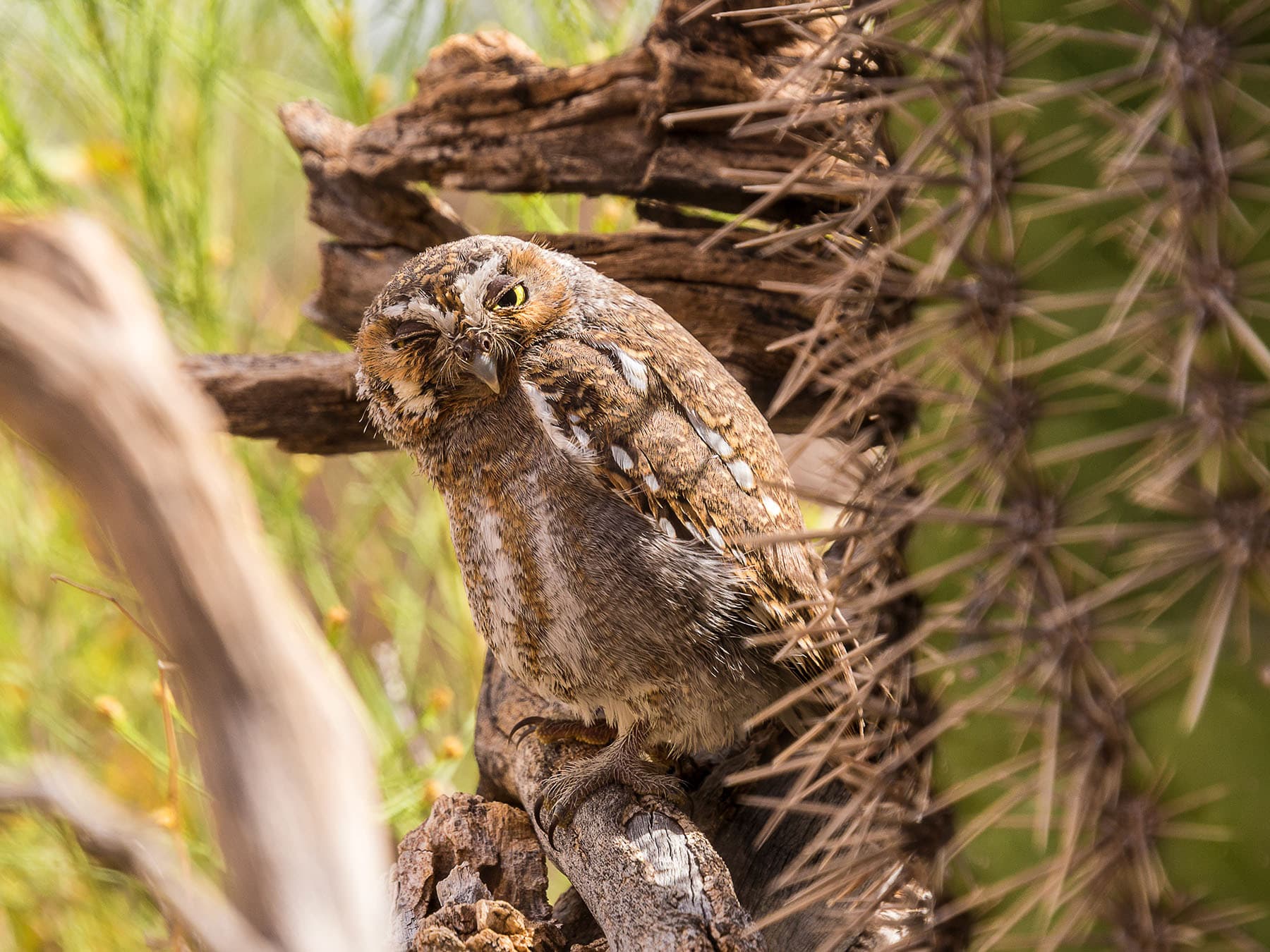 Elf owl cactus