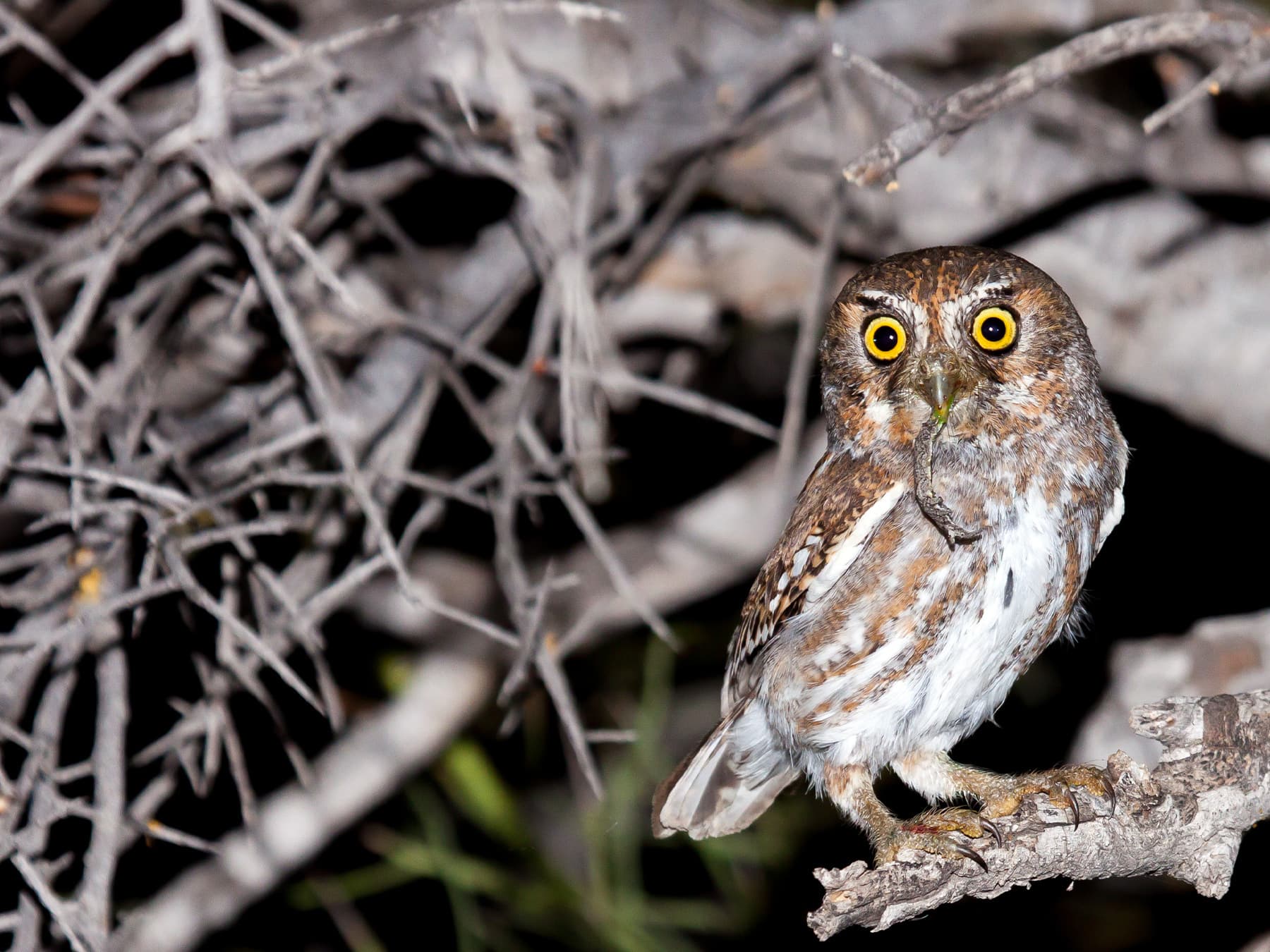 Elf Owl with prey in its beak