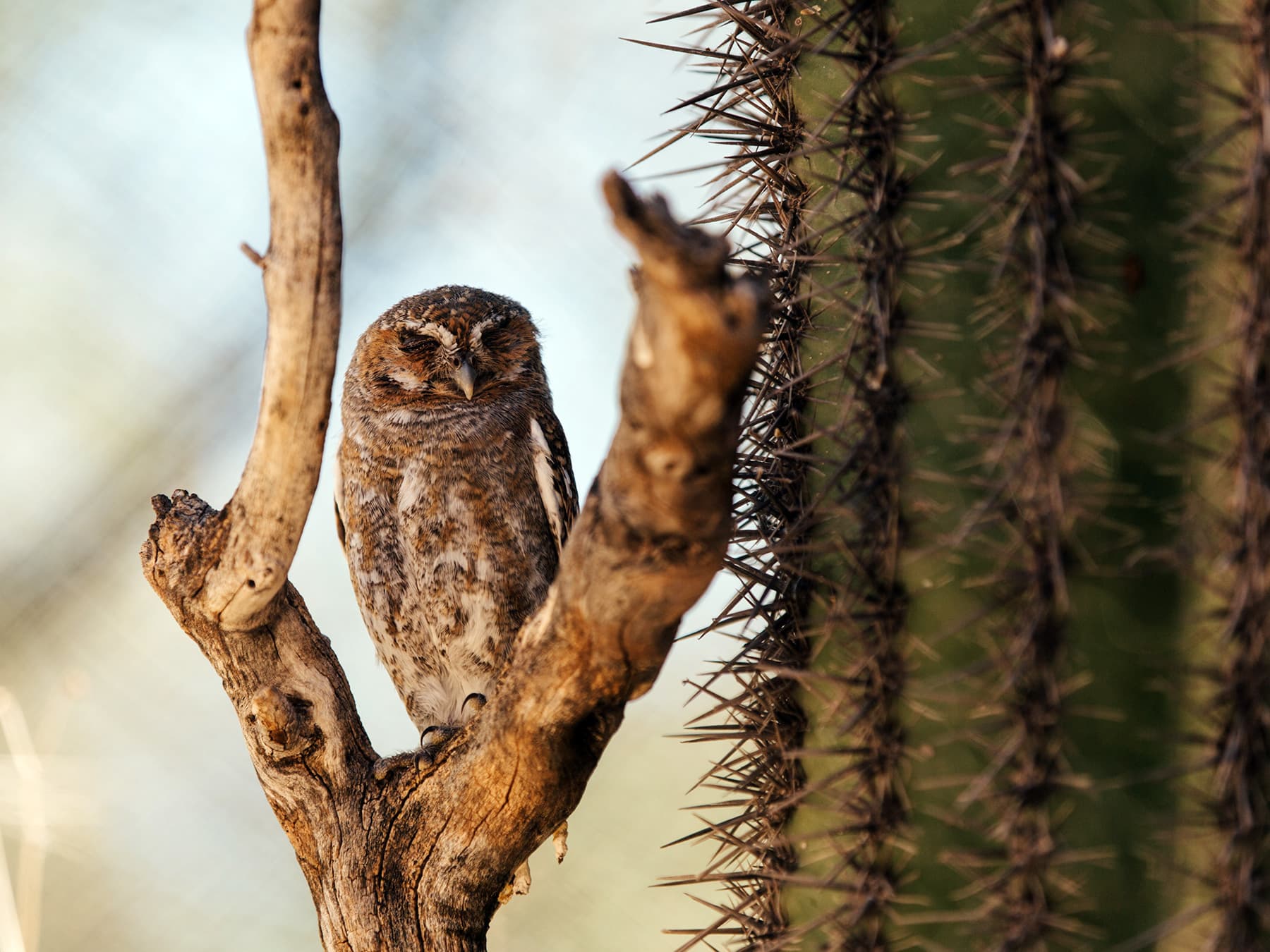 Elf Owl in desert habitat