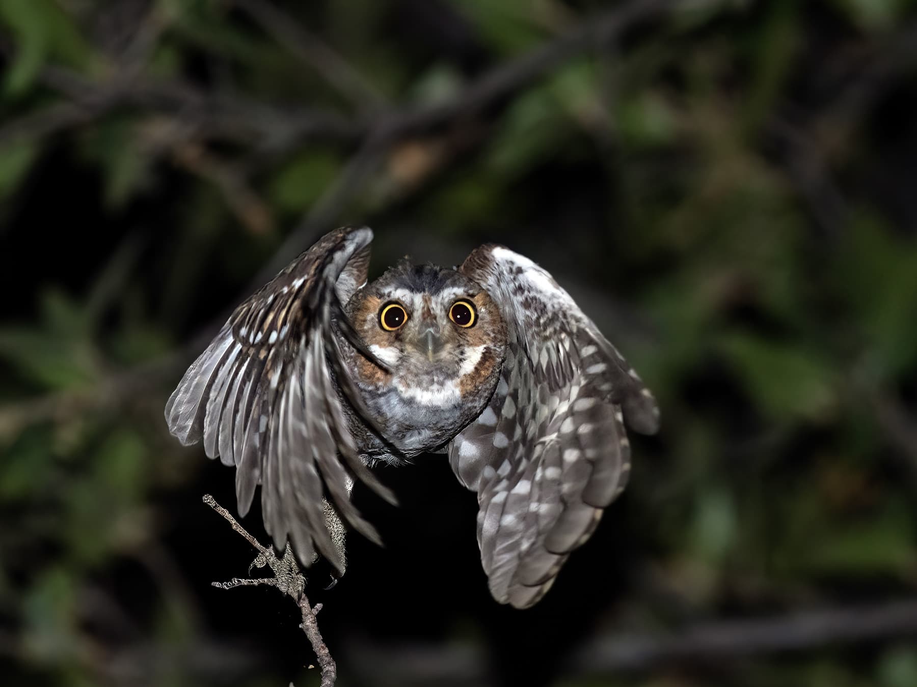 Elf Owl hunting during the night