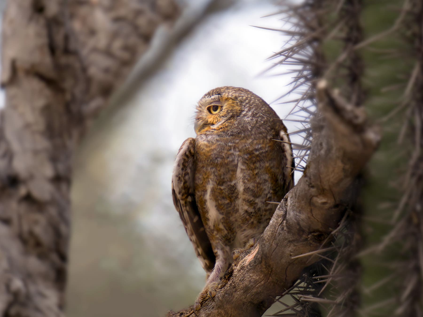 Elf Owl on a branch near to a dead tree and saguaro cactus