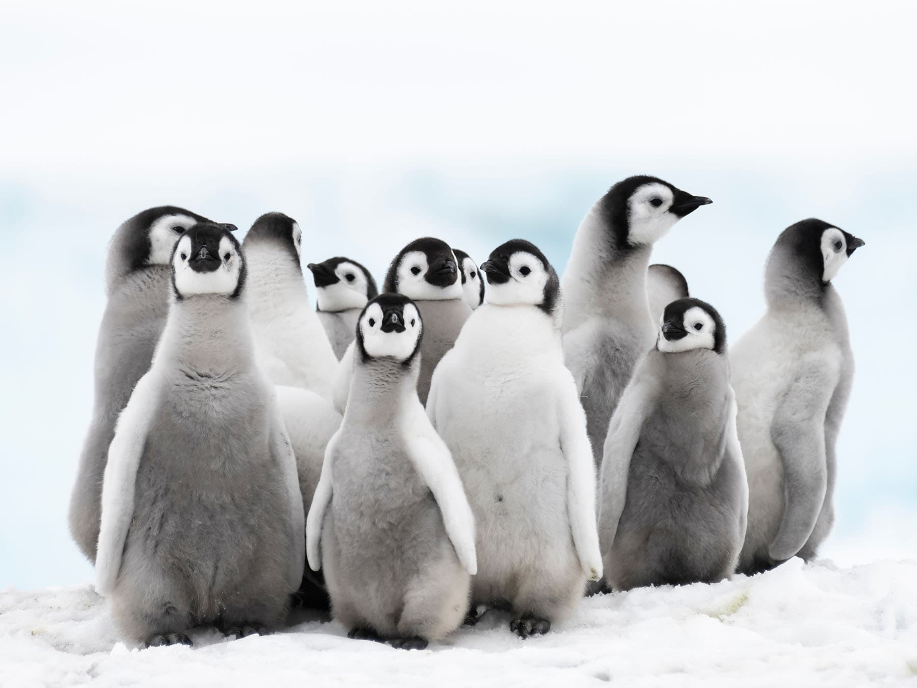 Emperor Penguin chicks in a 'creche'