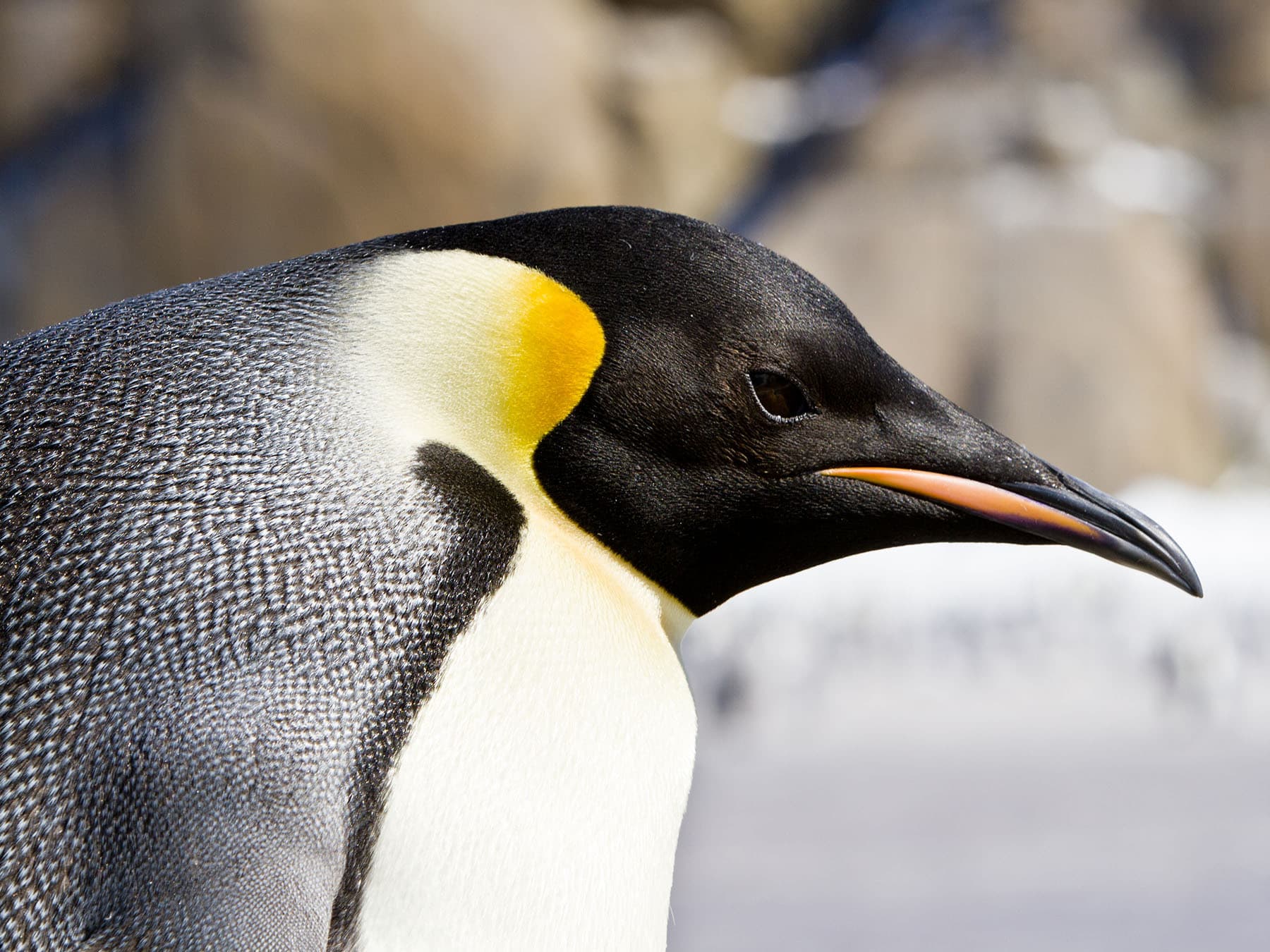 Close up portrait of an Emperor Penguin