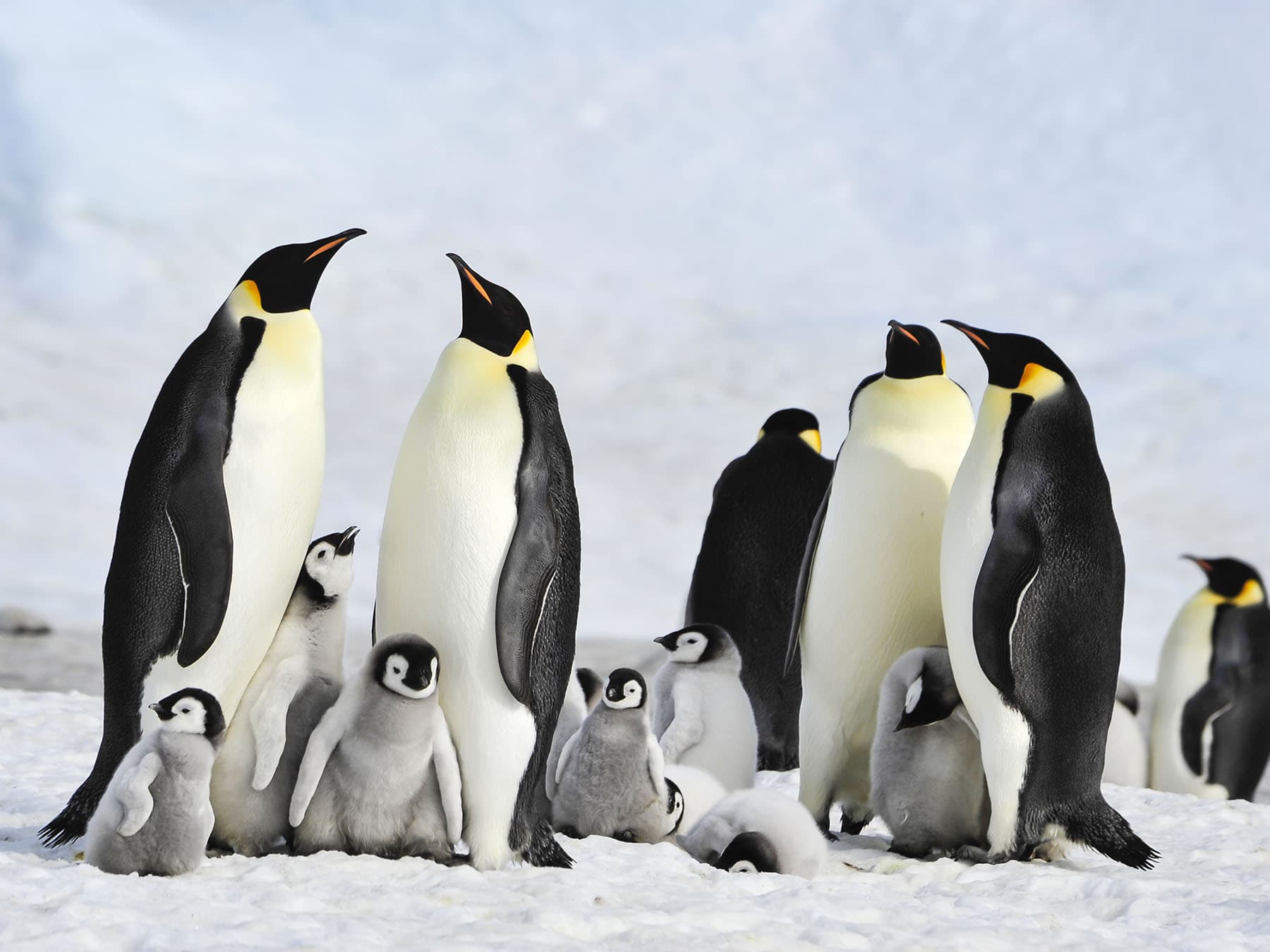 Emperor Penguin colony with young chicks