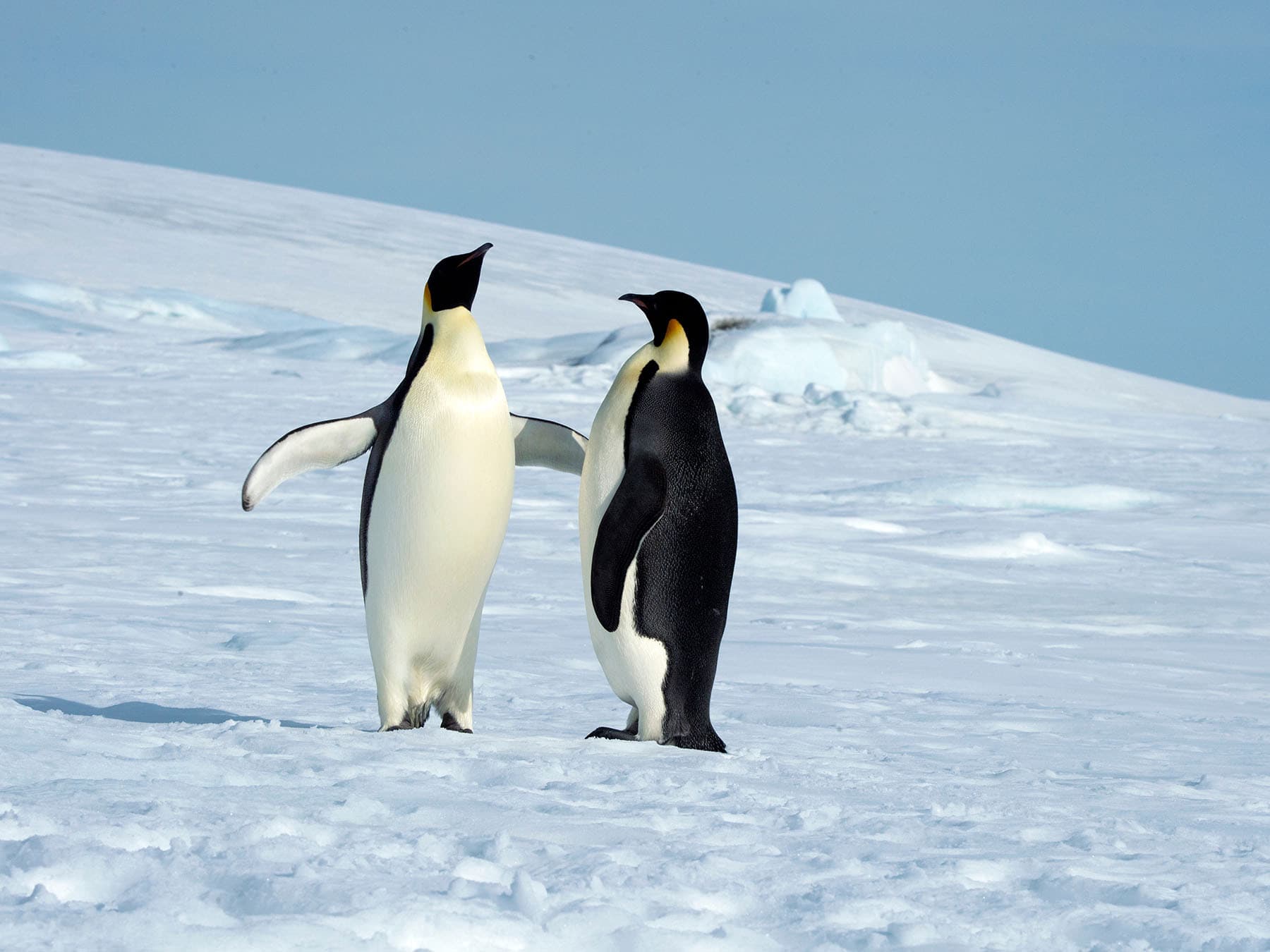 Emperor penguin courtship