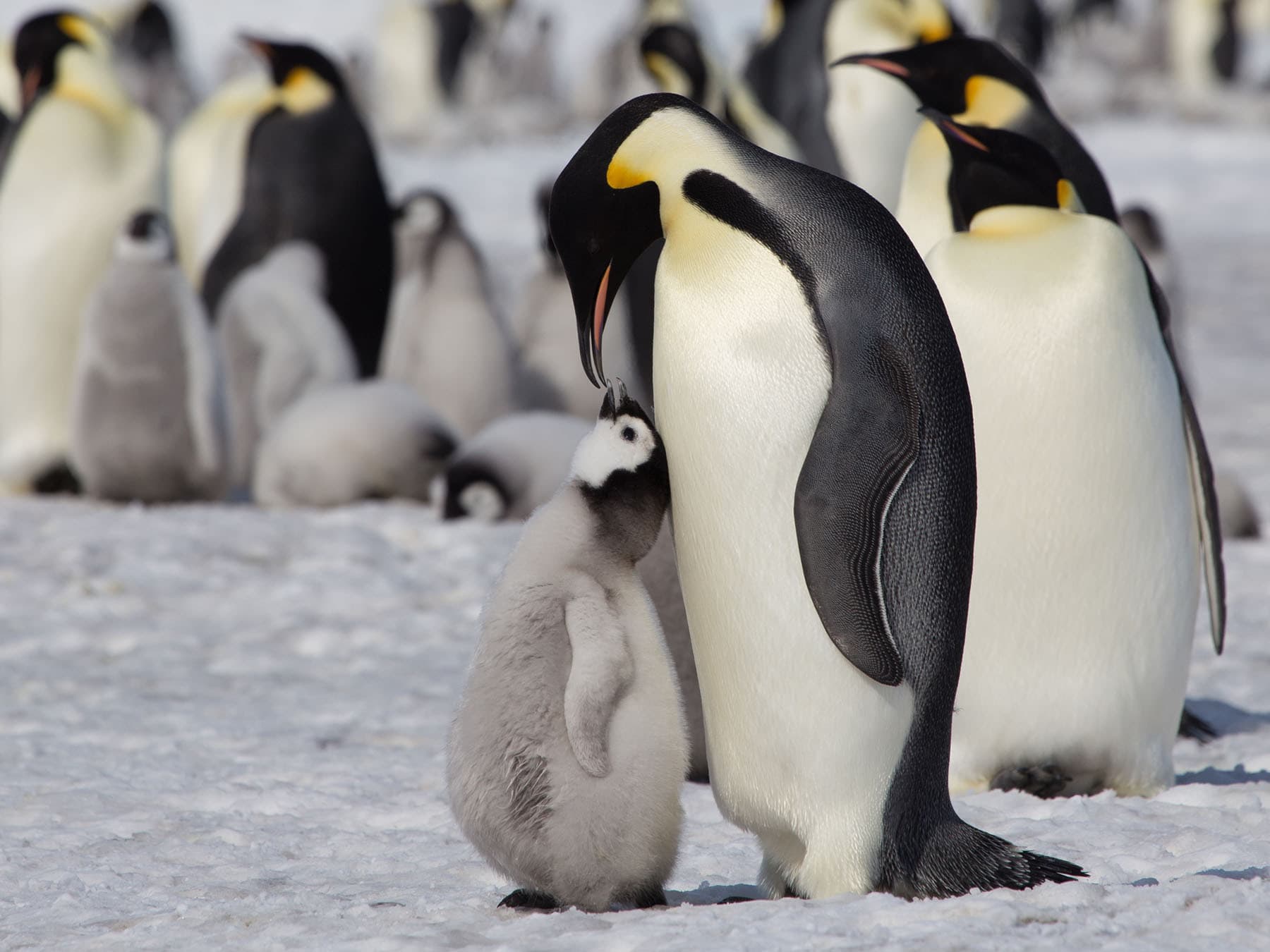 Emperor Penguin feeding chick