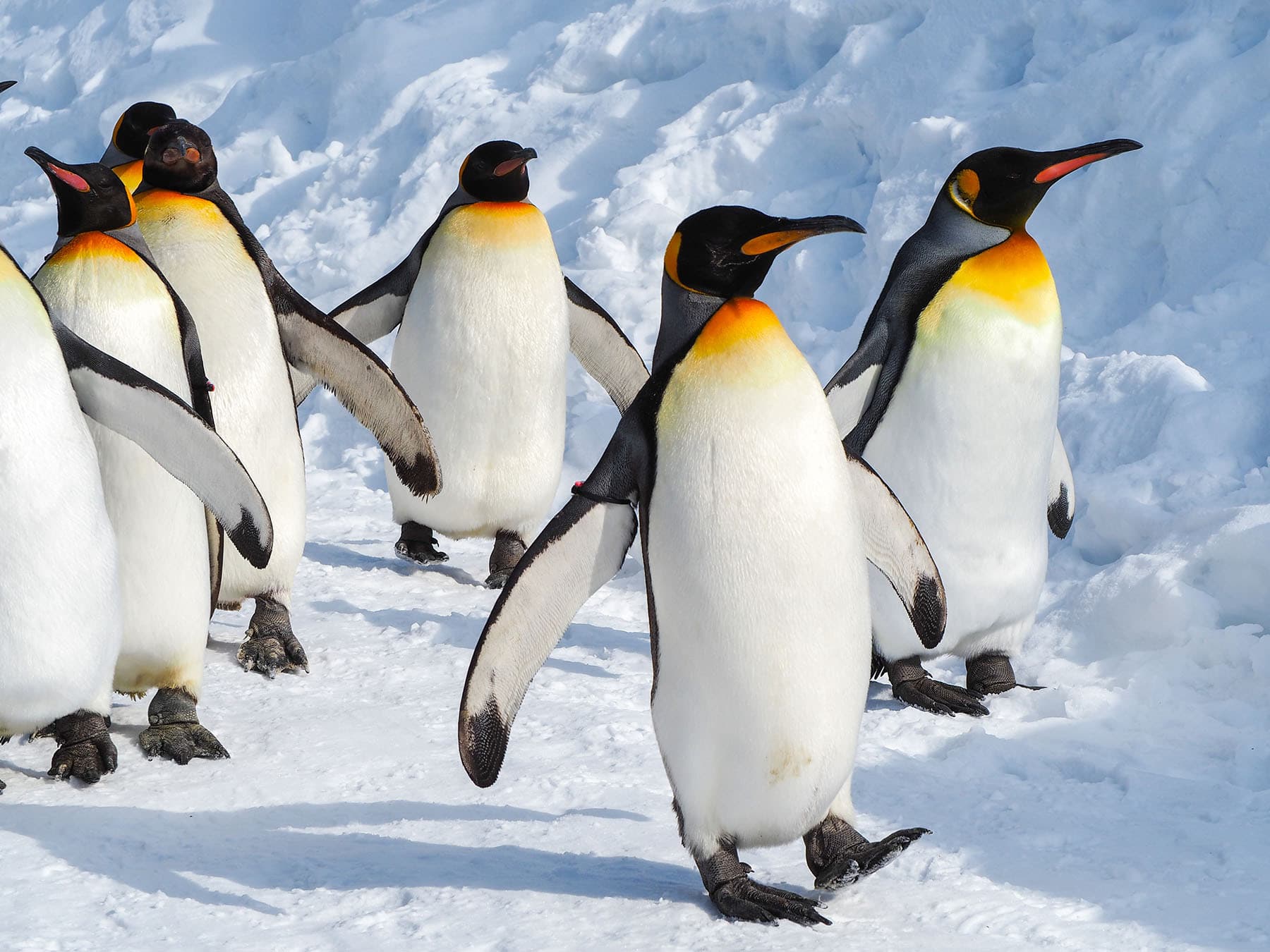 Group of Emperor Penguins walking on the snow