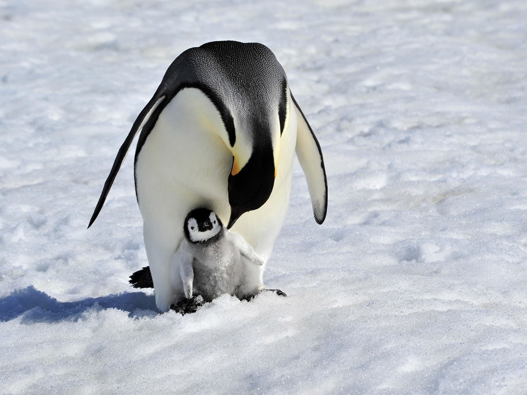 Emperor penguin with chick