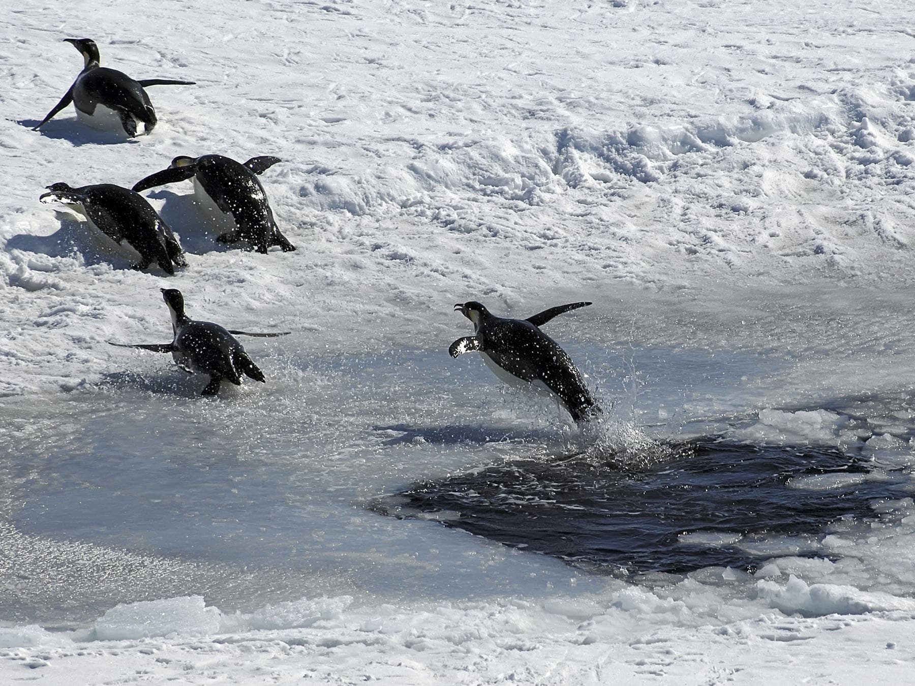 Emperor Penguins jumping out of the water