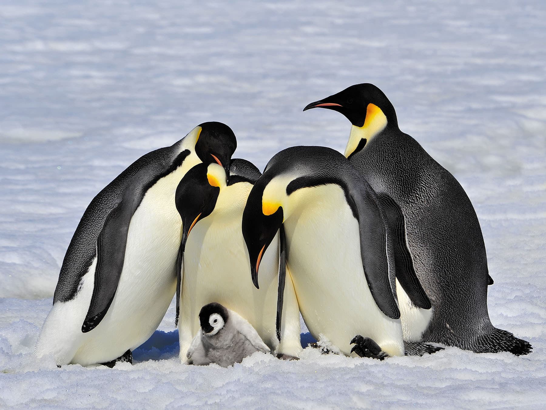 Emporer penguins with chick