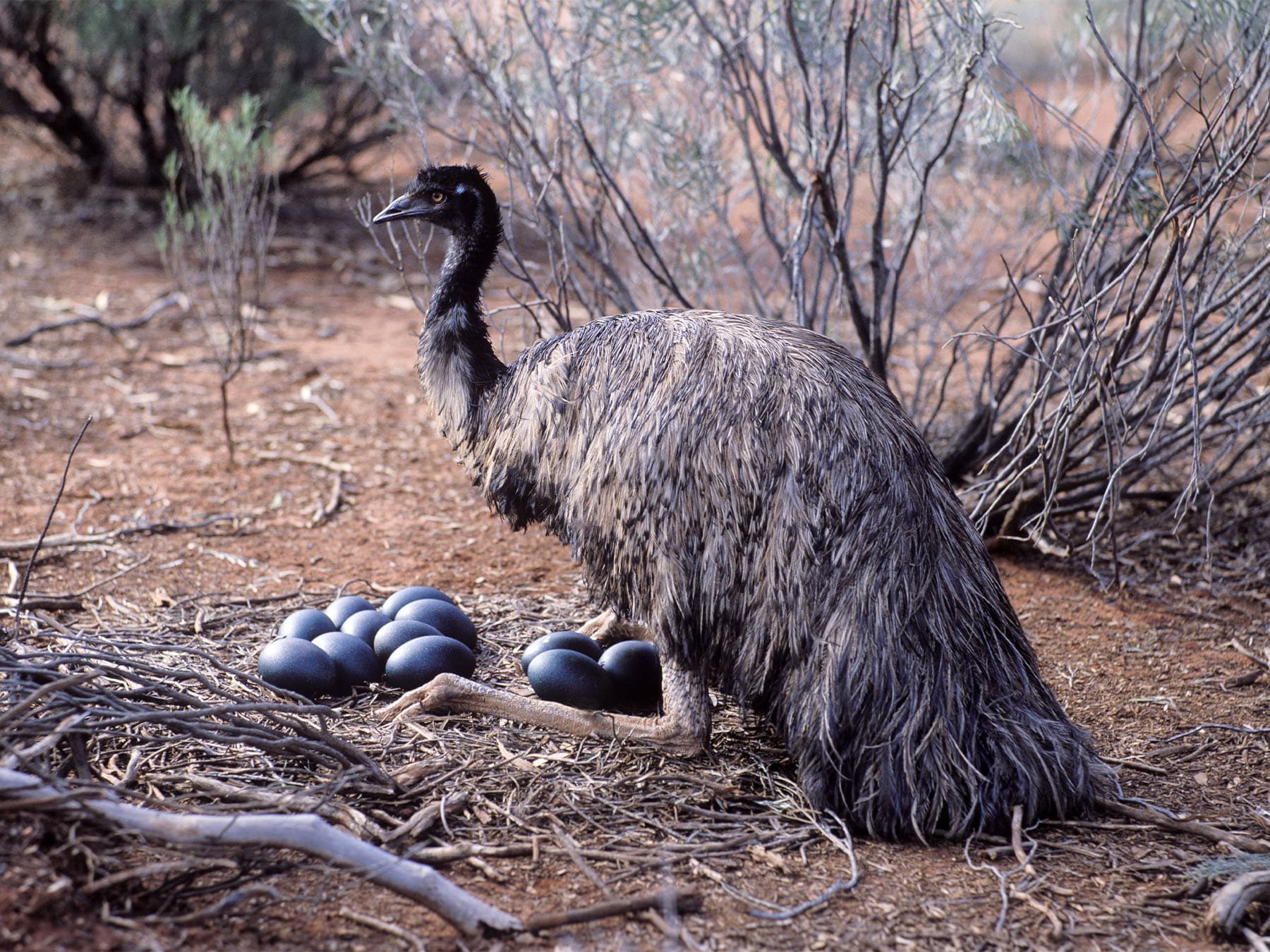 Emu (male) at nest with eggs