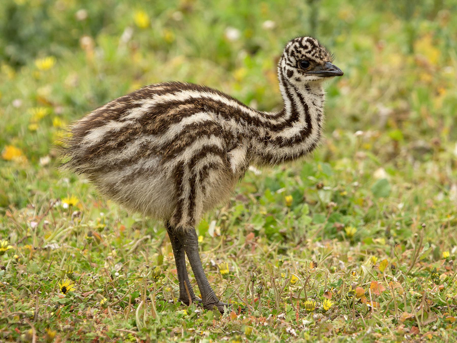 Emu chick