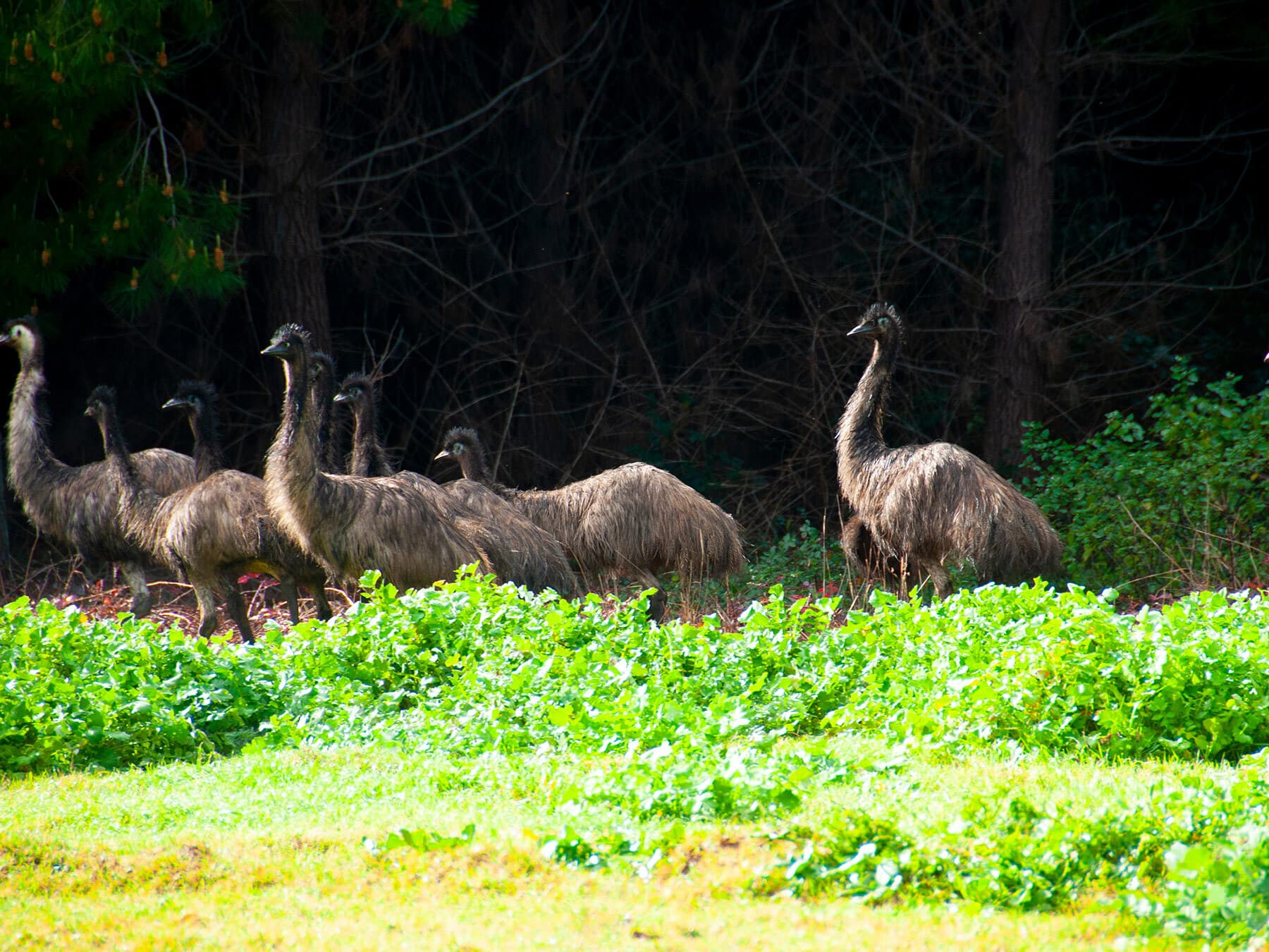 Emu flock