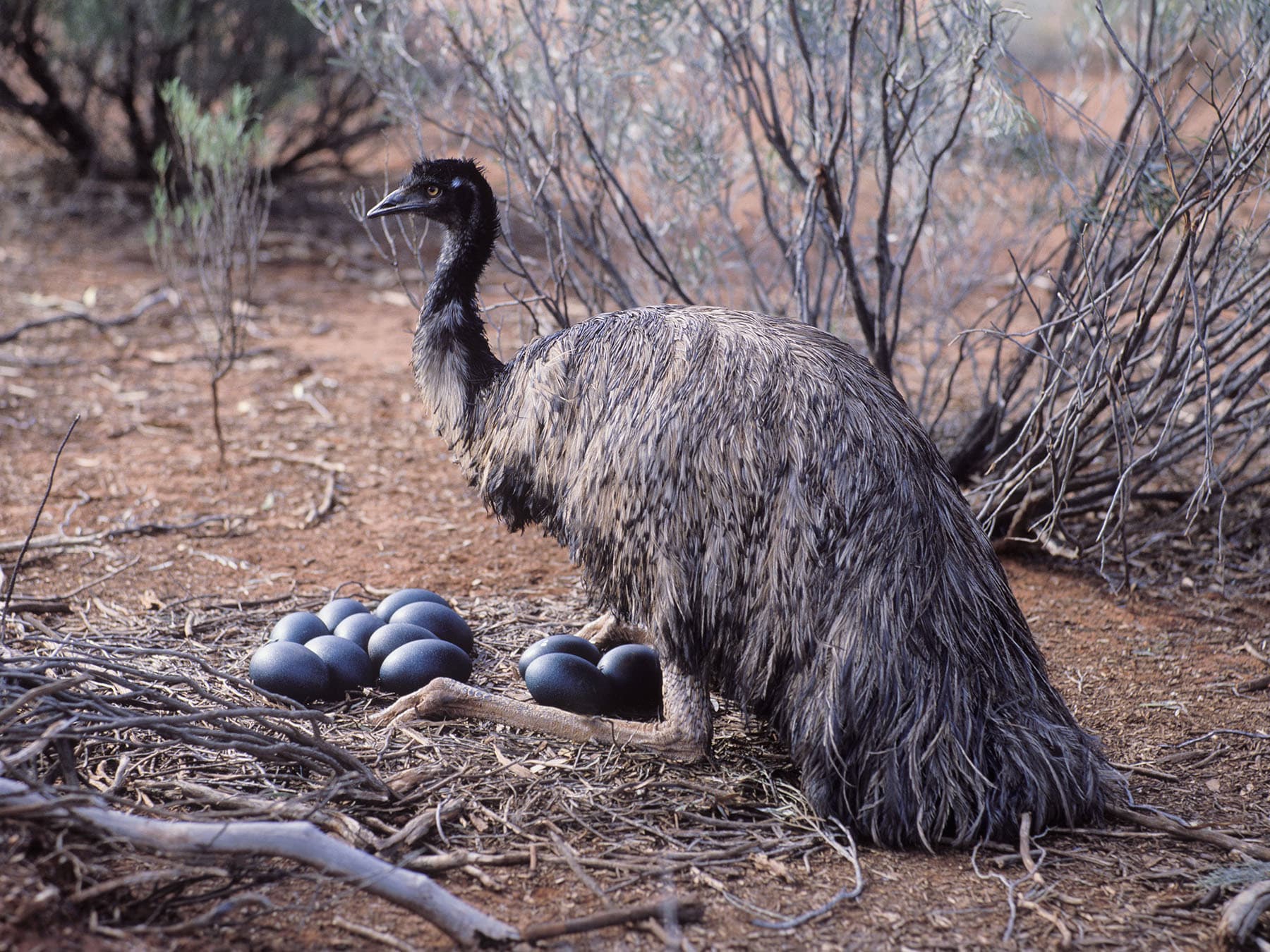 Emu nesting eggs