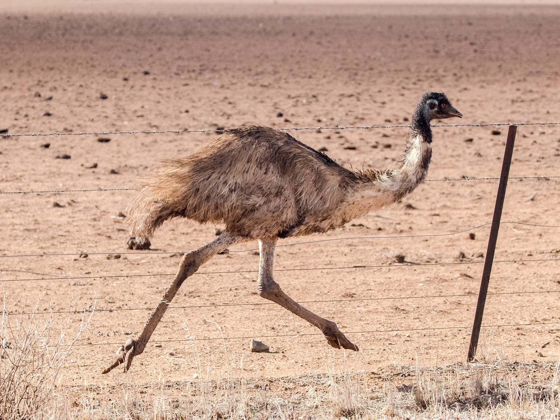Emu running fence line