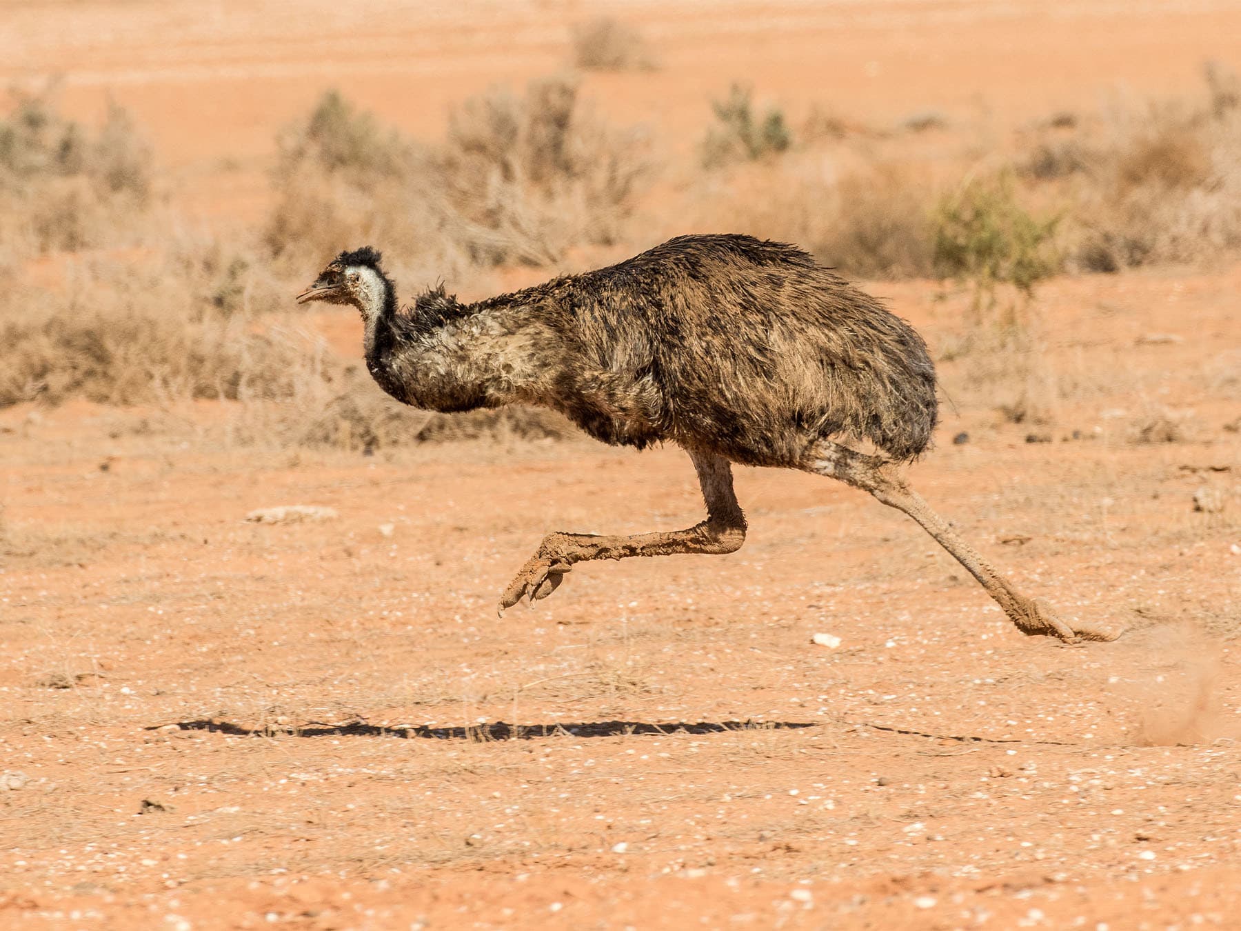 Emu running through open. country