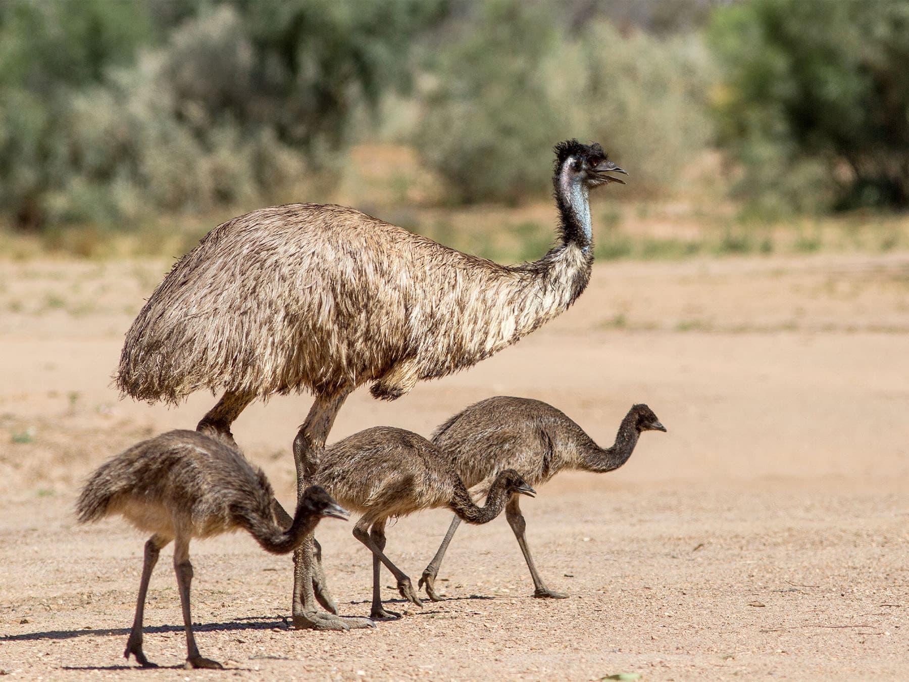 Adult Emu with young