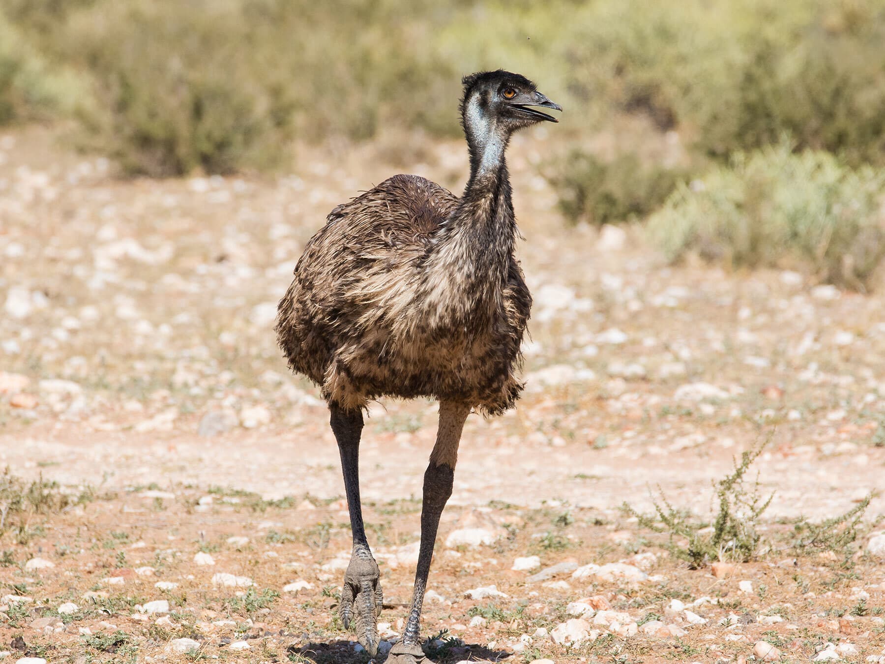 Emu