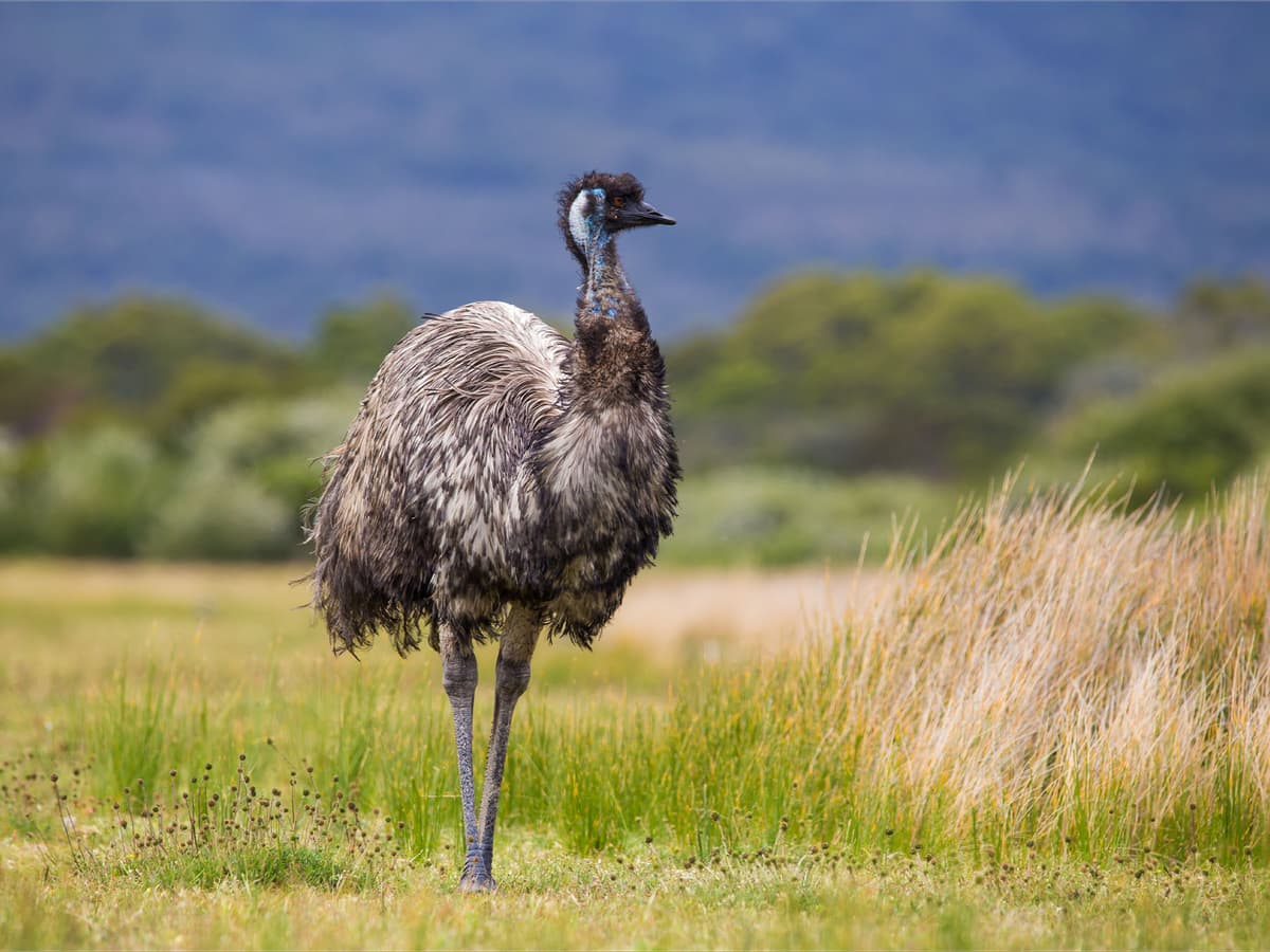 Emu | Birdfact
