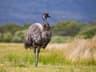Emu