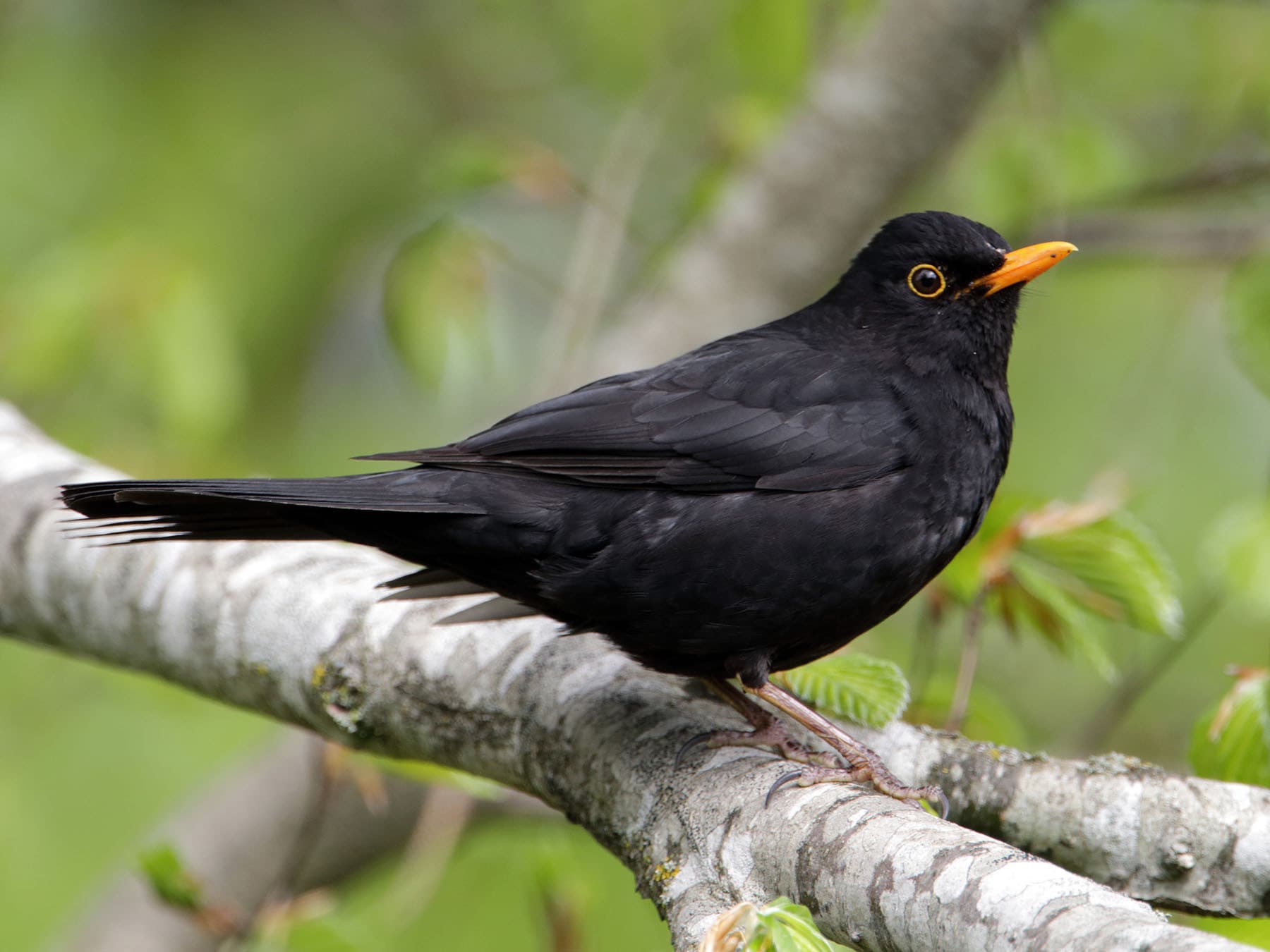 Eurasian blackbird resting on branch