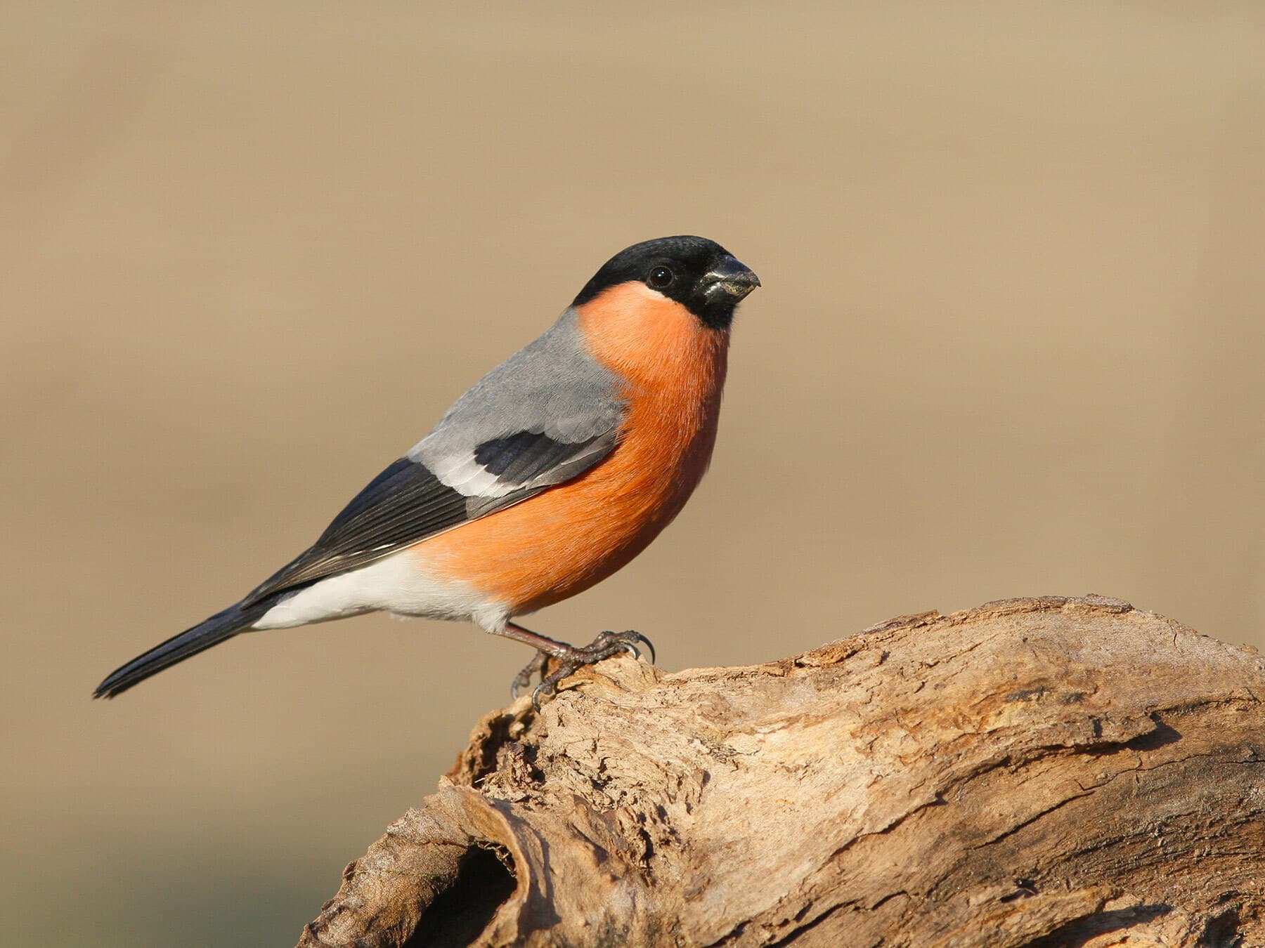 Eurasian bullfinch 1