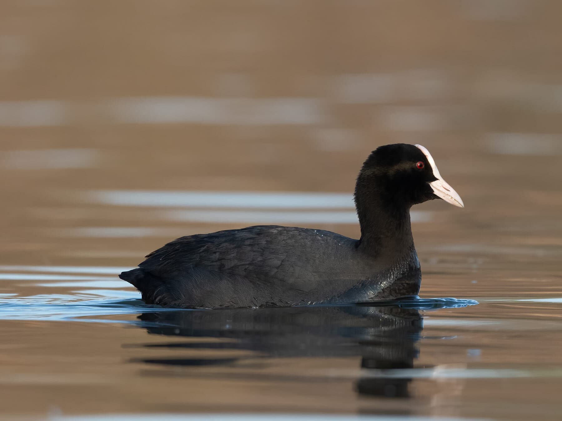 Eurasian coot swimming