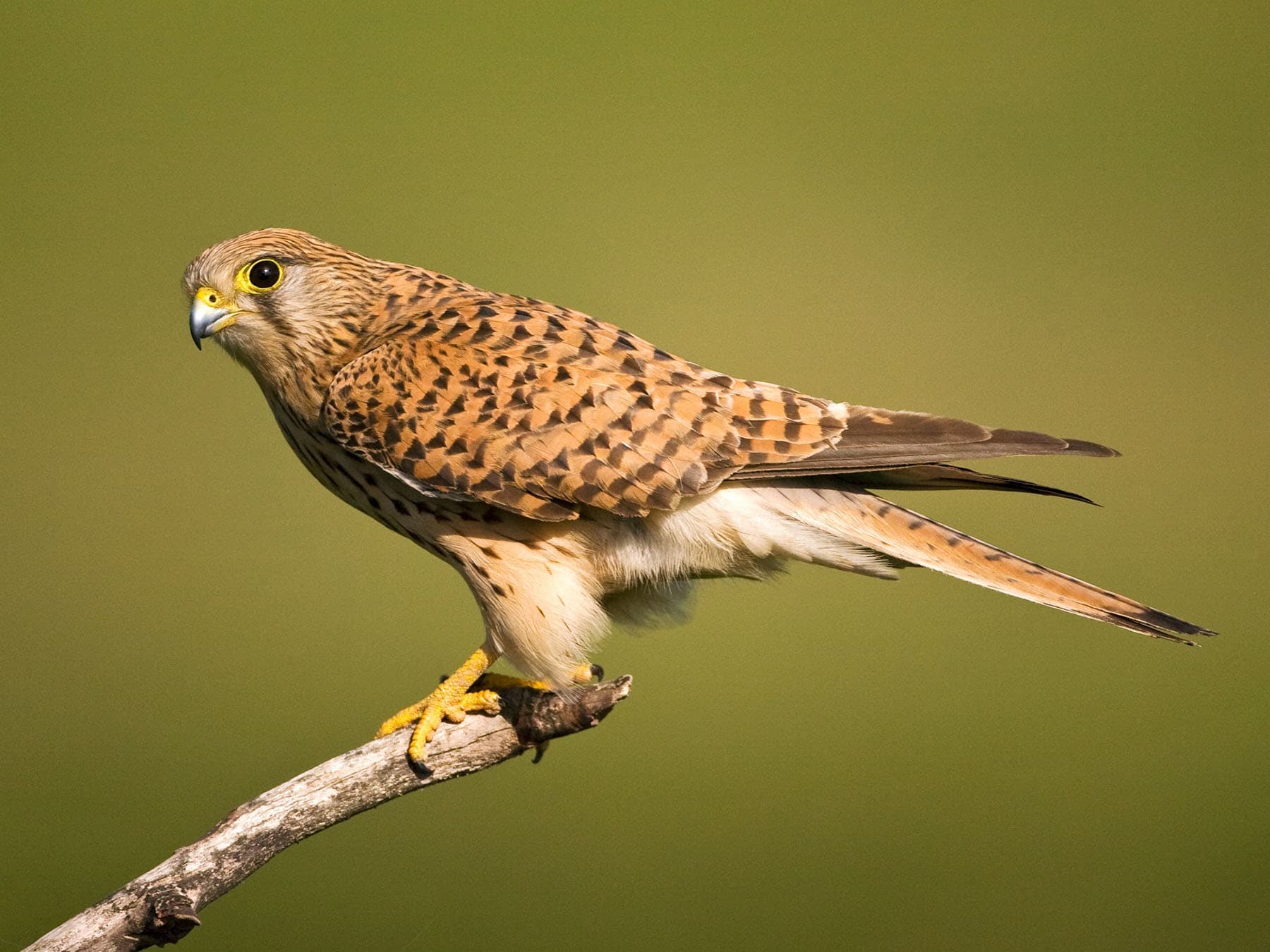 Eurasian Kestrel (female)