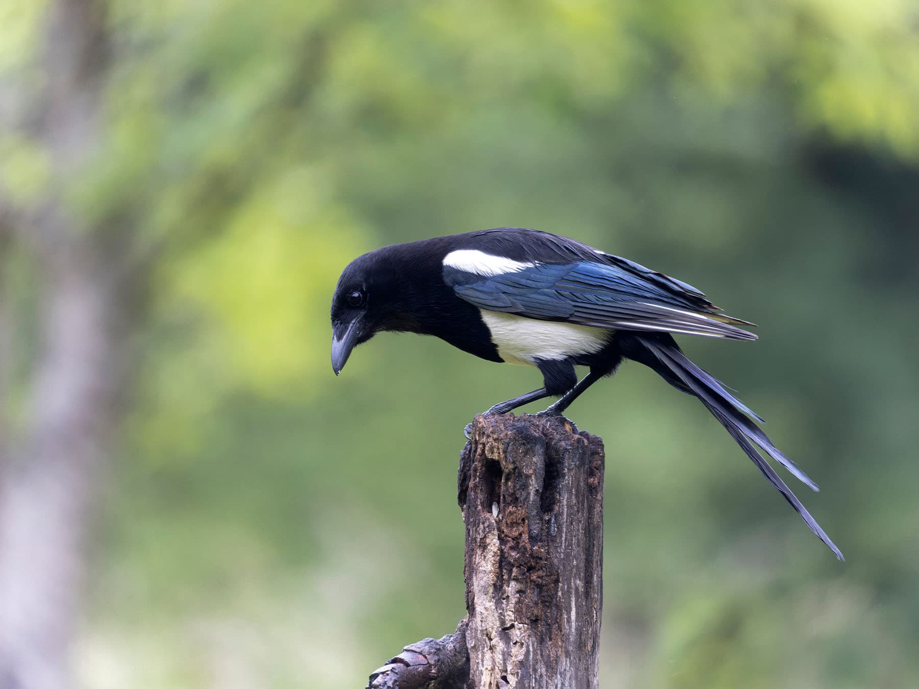 Eurasian magpie perched on top of wooden post