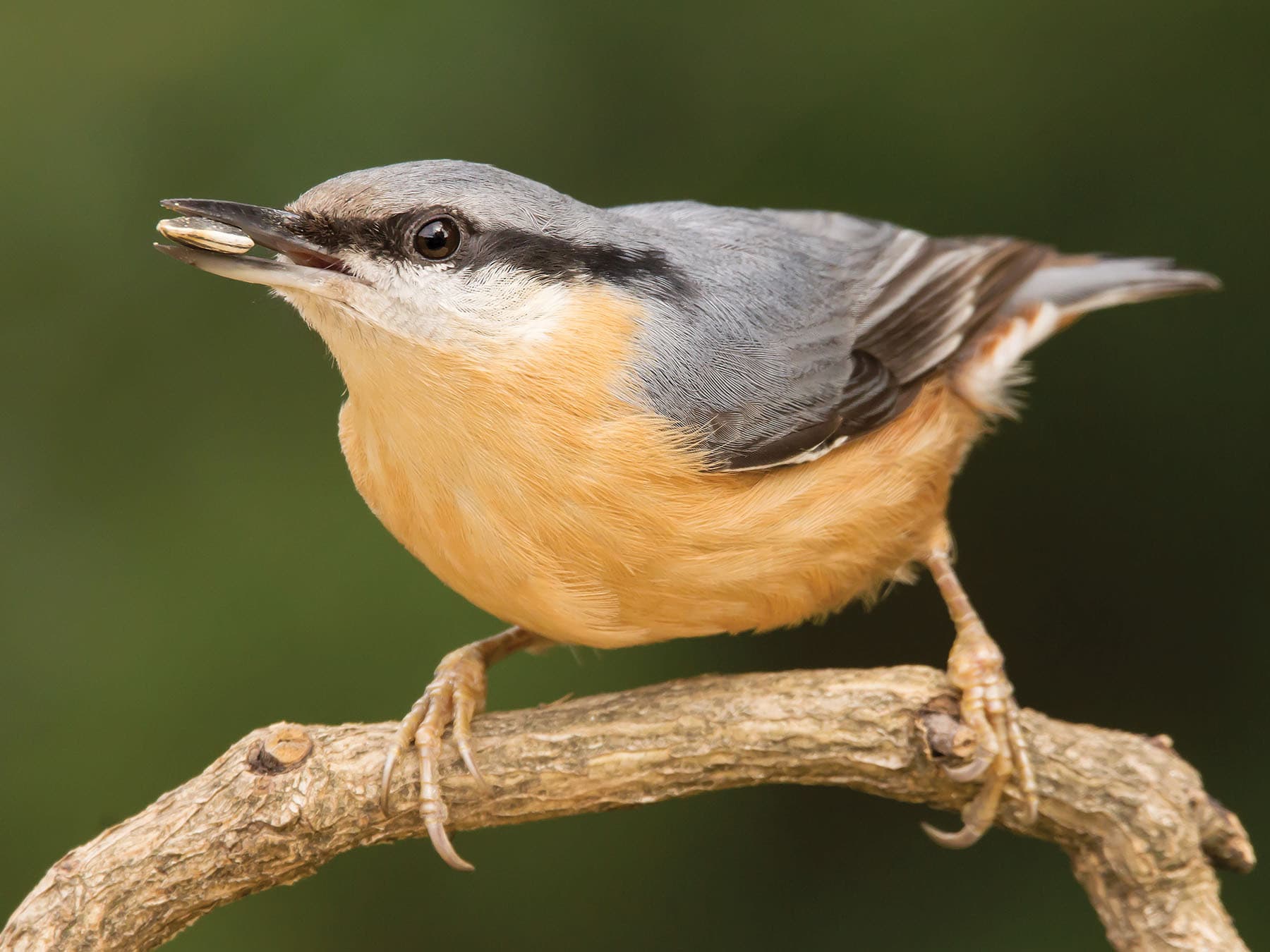 Close up of a Eurasian Nuthatch