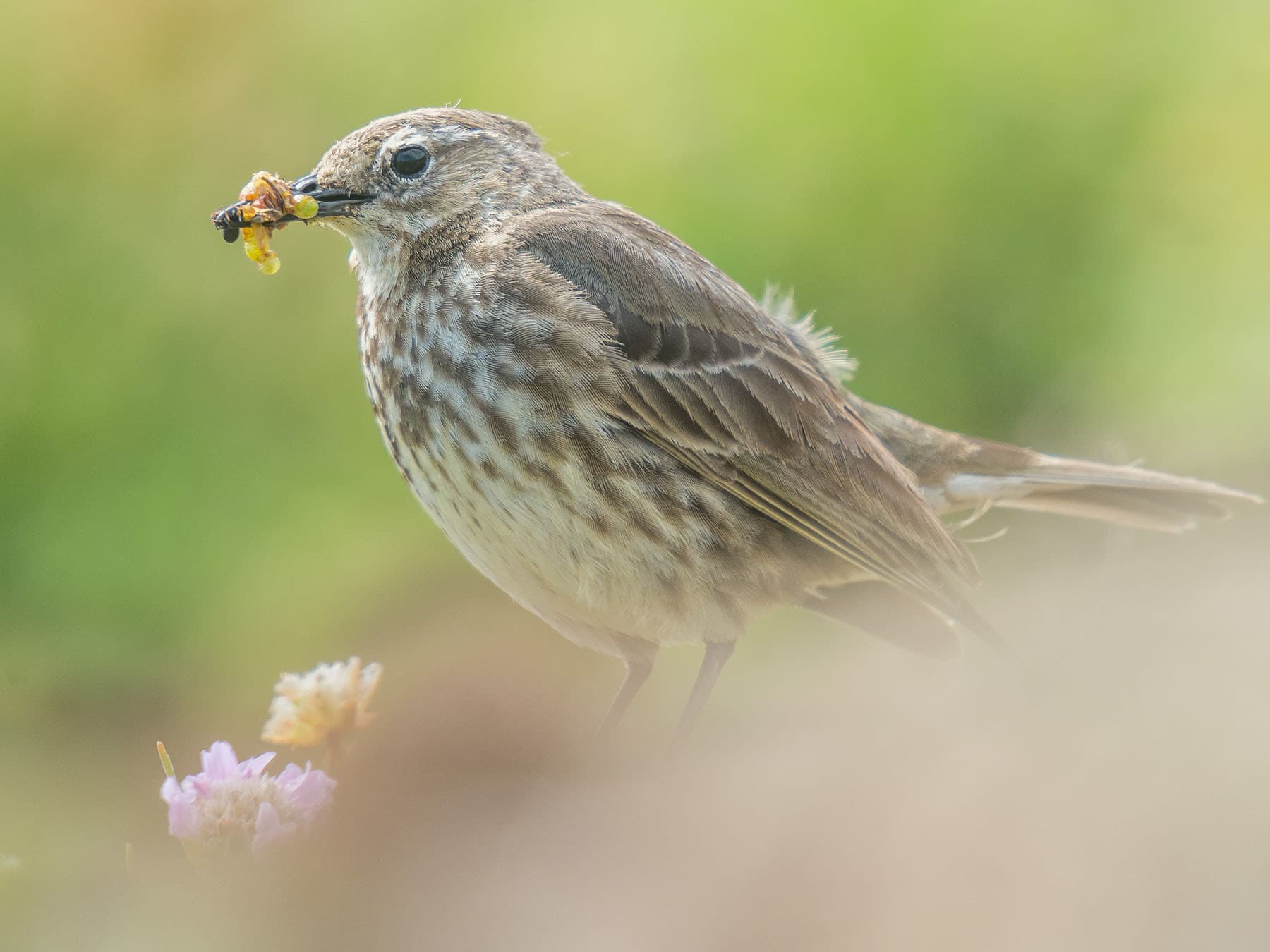 In the UK, Rock Pipits are largely sedentary